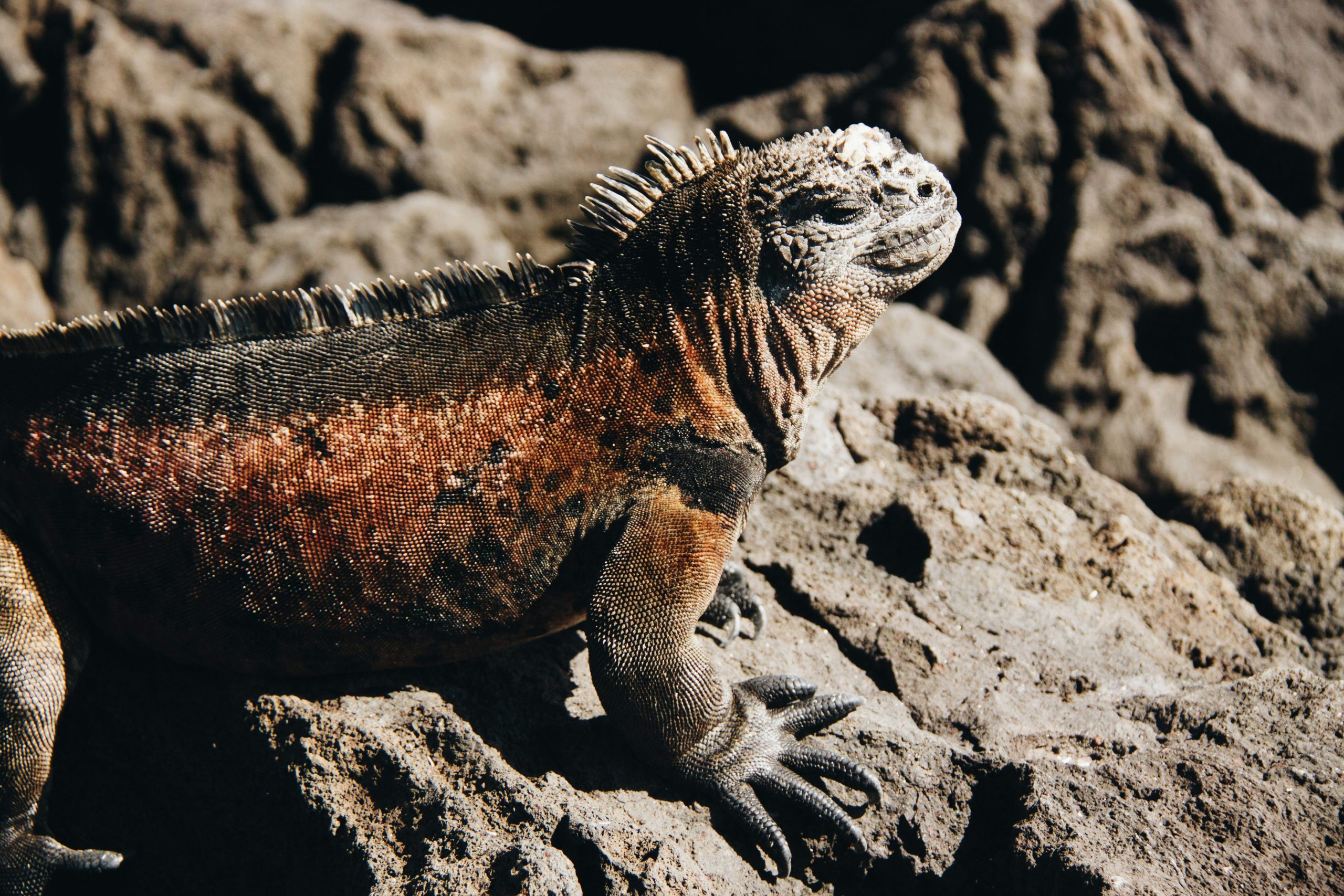 Marine iguana feeding underwater, Galápagos