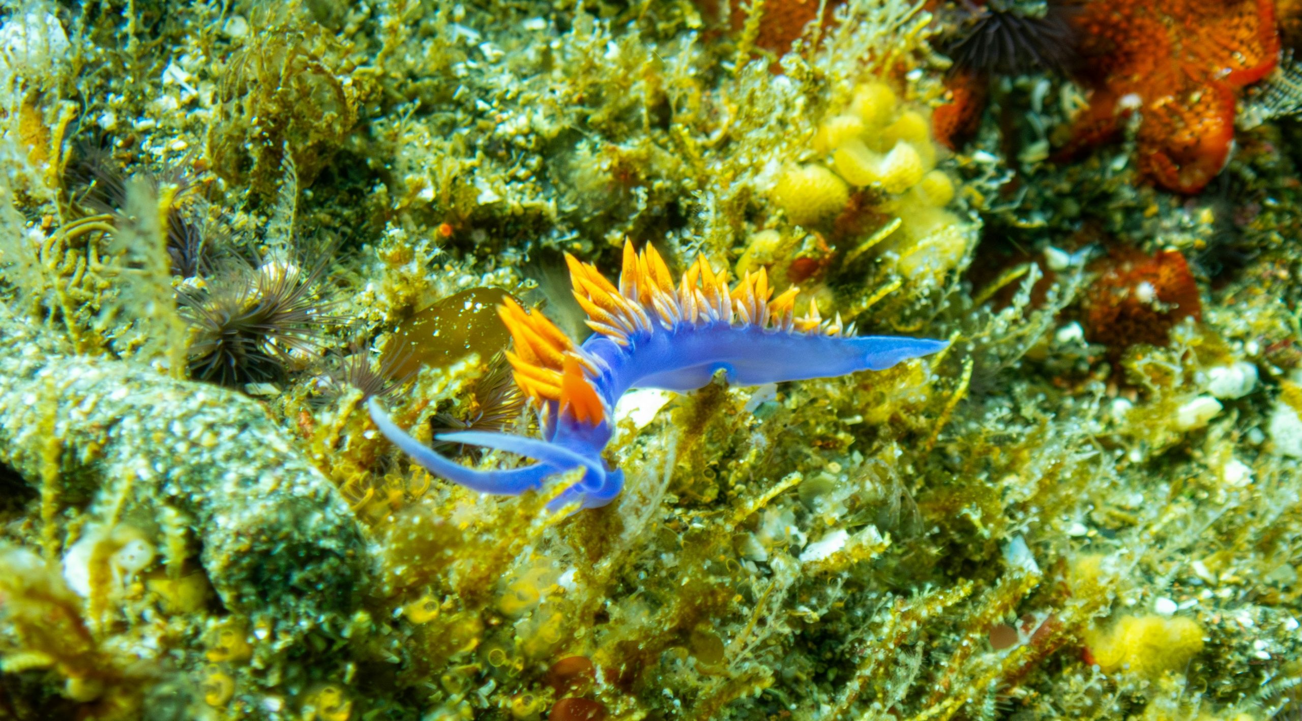 Nudibranch