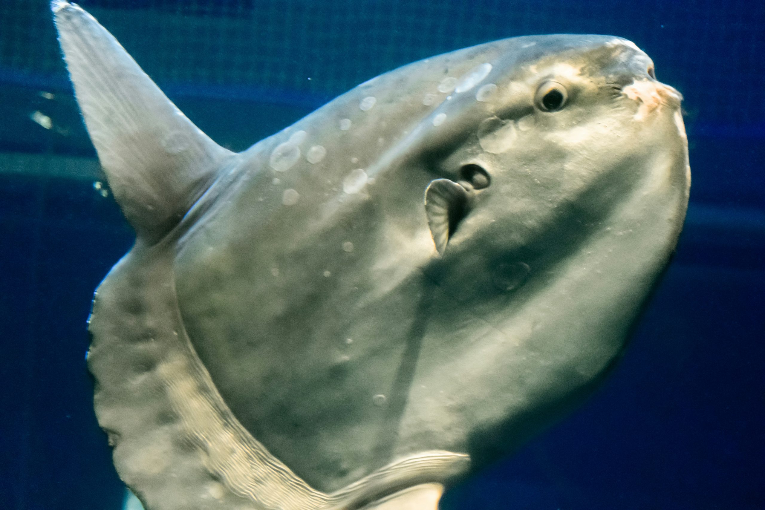 Mola mola ocean sunfish