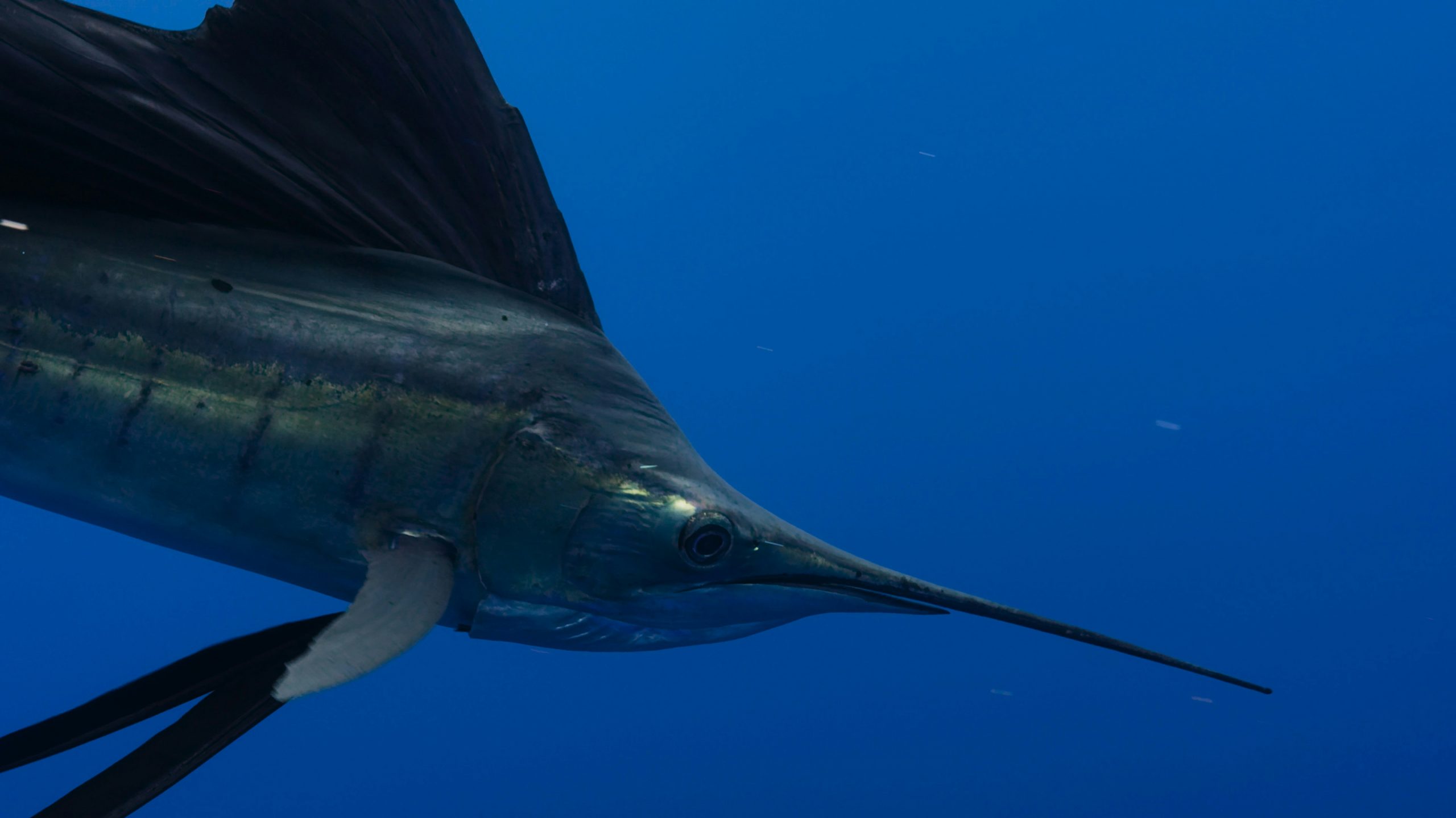Sailfish snorkeling, Riviera Maya