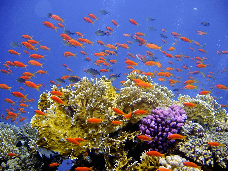 Similan Islands granite boulders and coral reef, Thailand