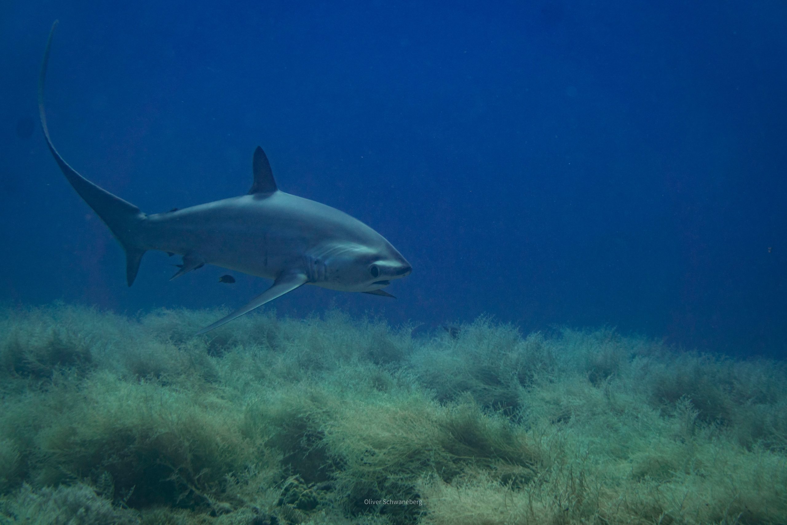 Thresher shark, Fuvahmulah