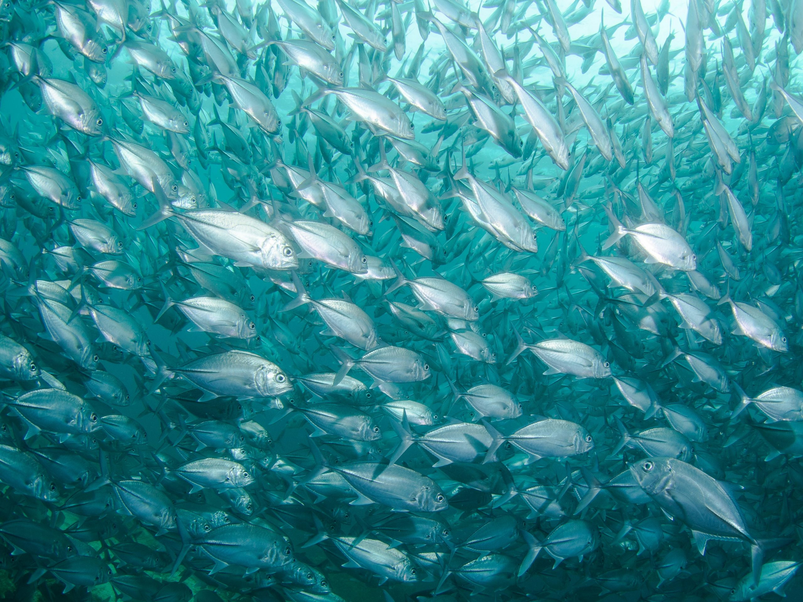 Tuna school, Fuvahmulah
