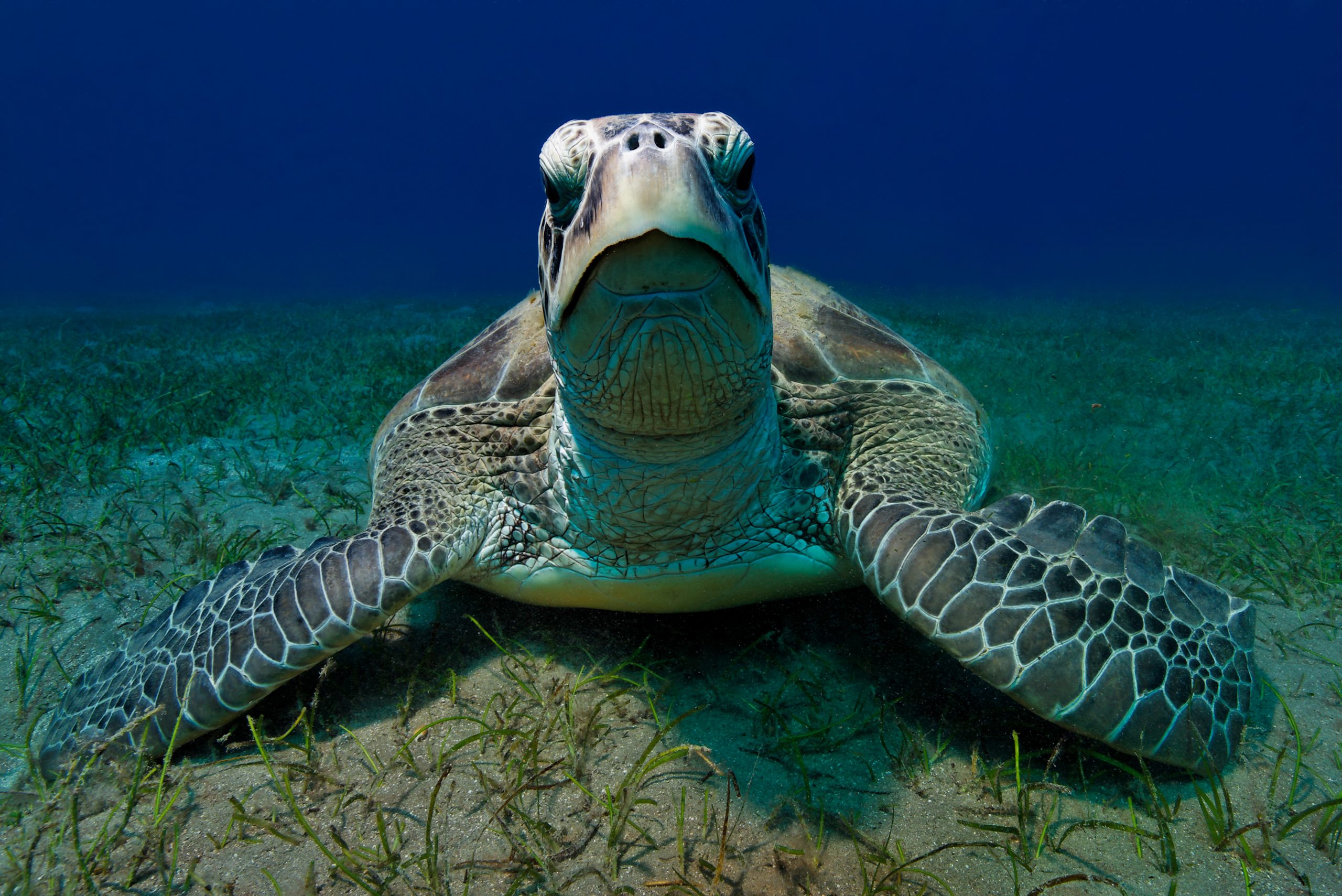 Green sea turtle, The Oasis Marsa Alam