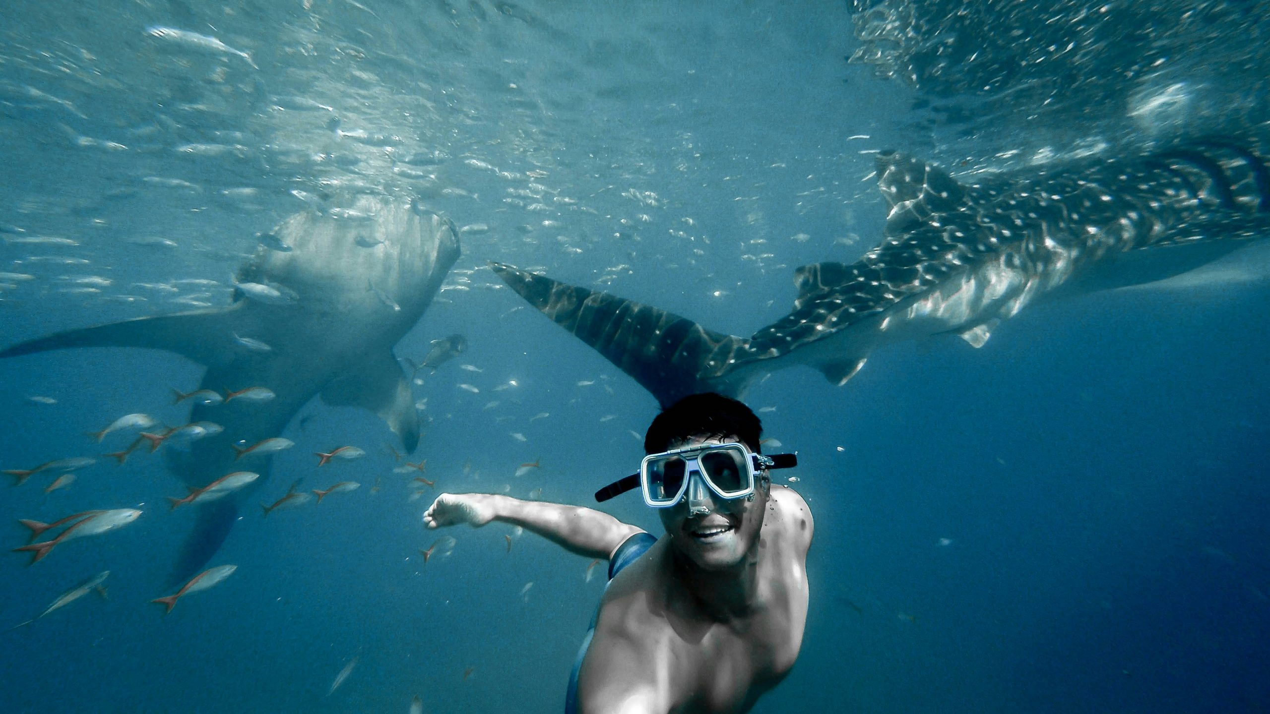 Whale shark snorkeling