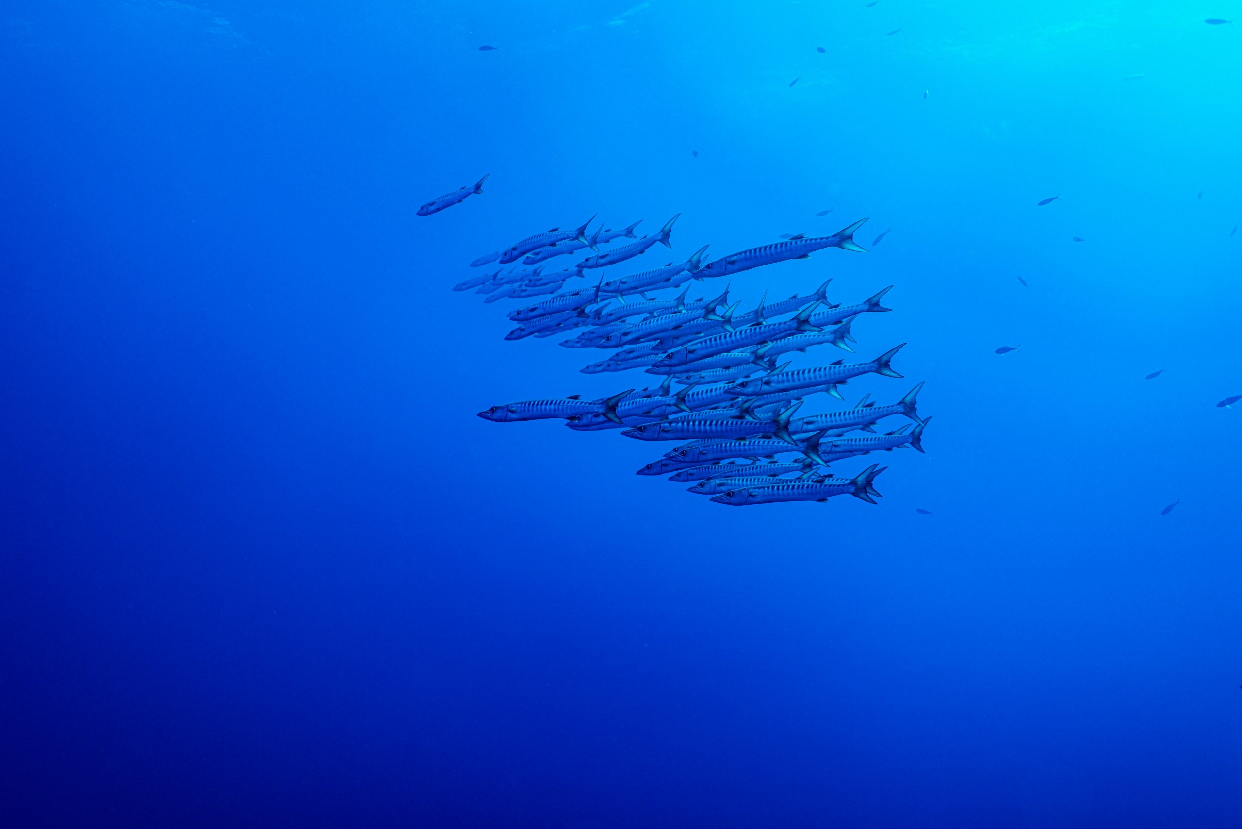 Barracuda