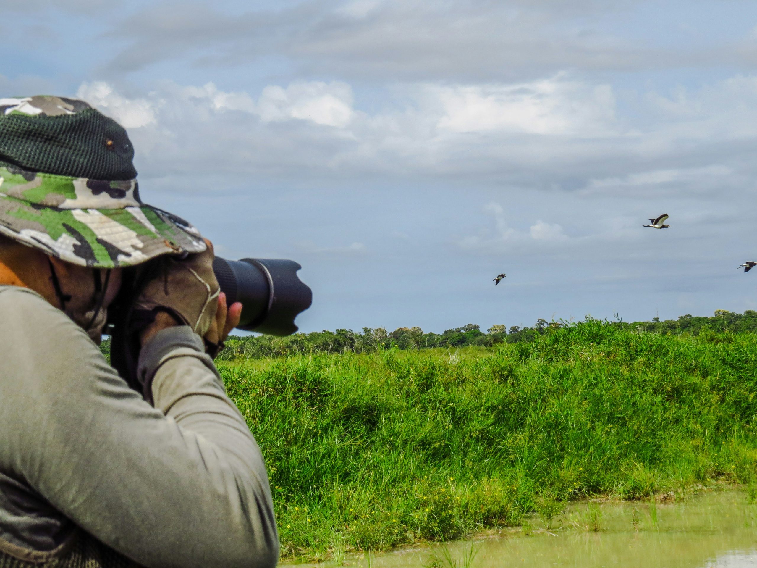 Birdlife in the Sian Ka'an wetlands