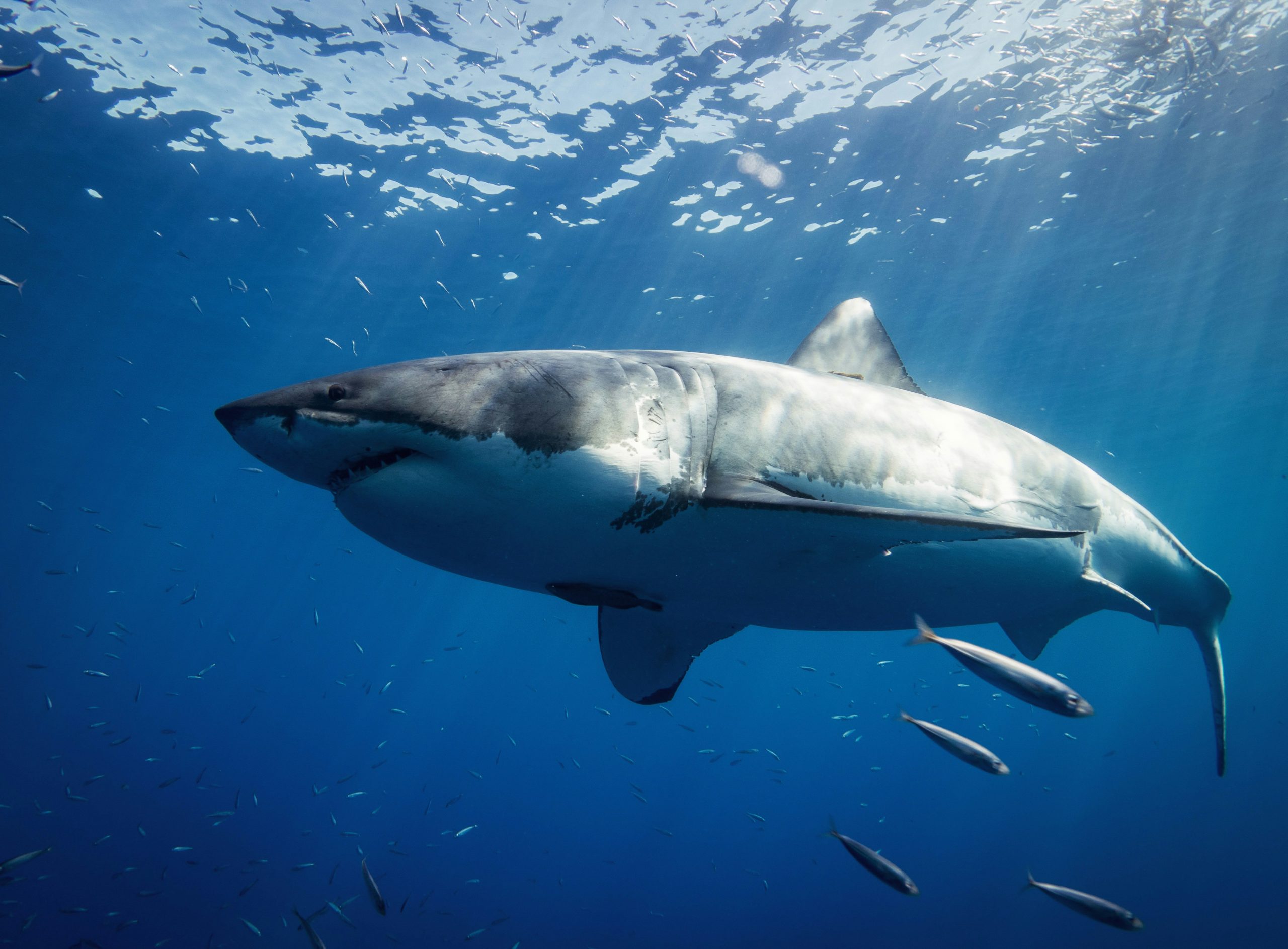 Bull shark