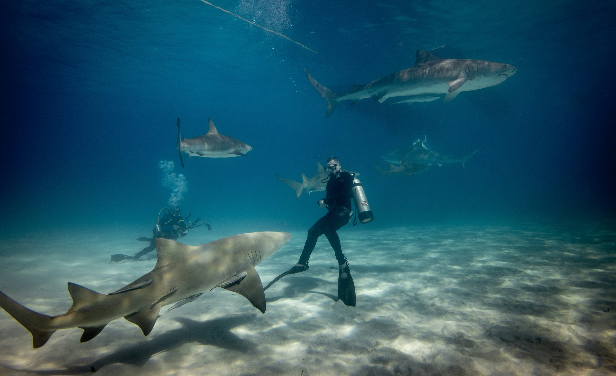 Grey reef sharks with diver, Fuvahmulah