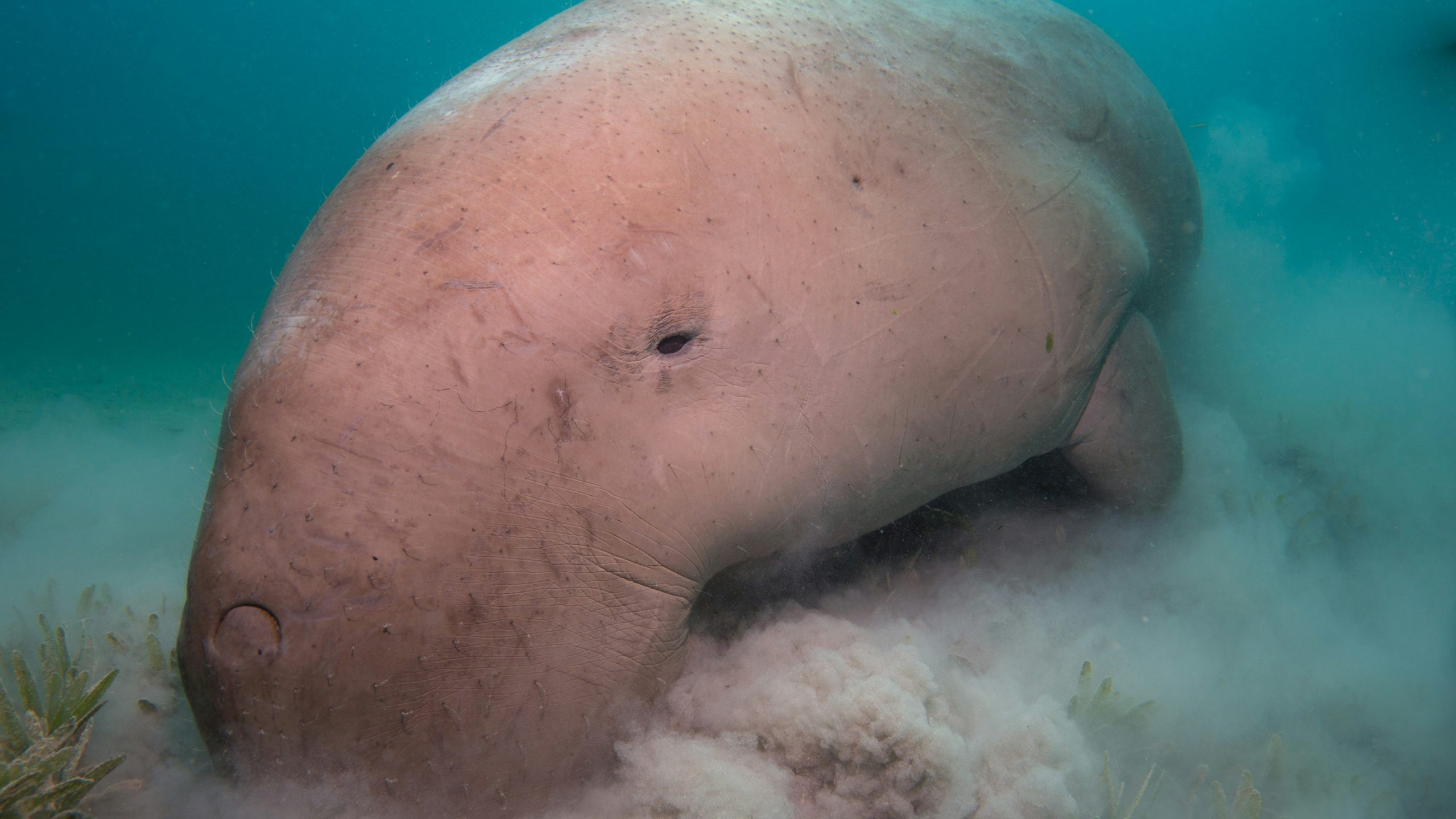 Dugong grazing seagrass near The Oasis, Marsa Alam