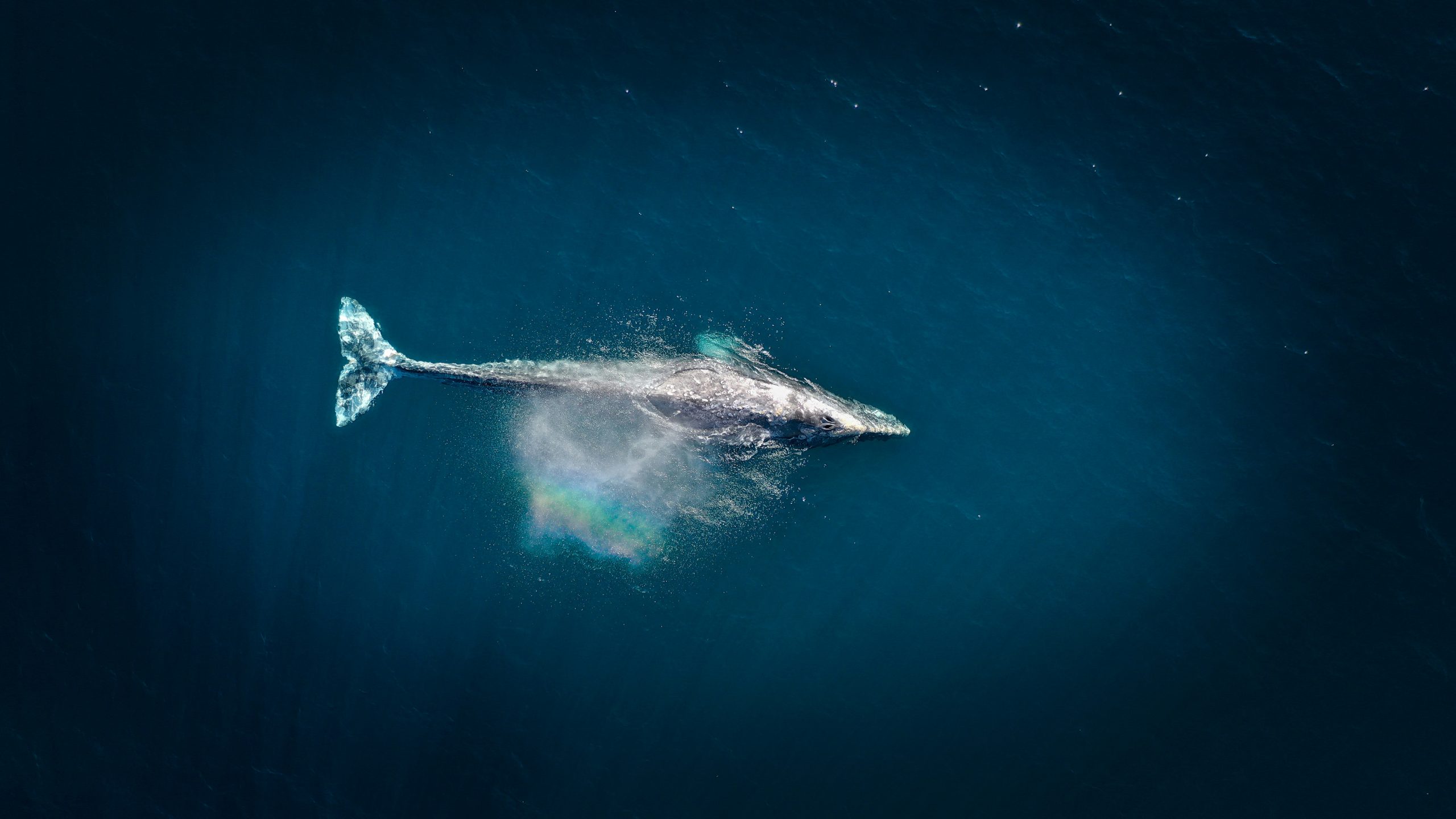 Grey whale surfacing beside a panga in a Baja California lagoon