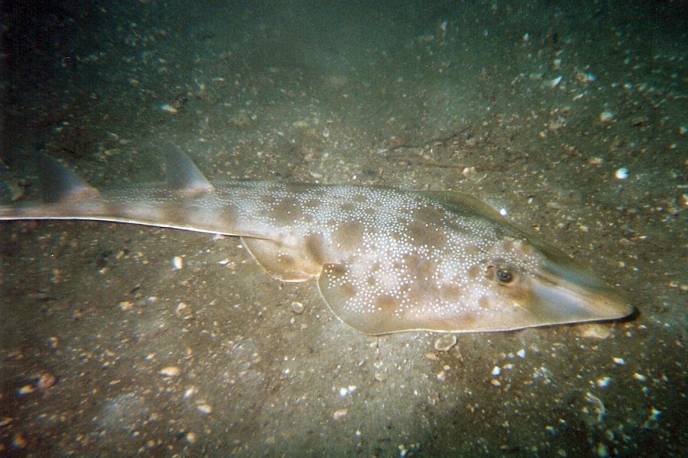 Guitarfish, Cabo Pulmo