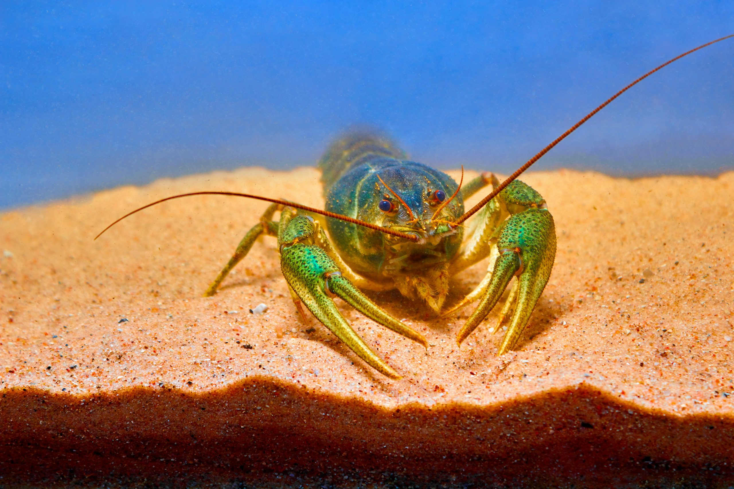 Lobster, Cabo Pulmo