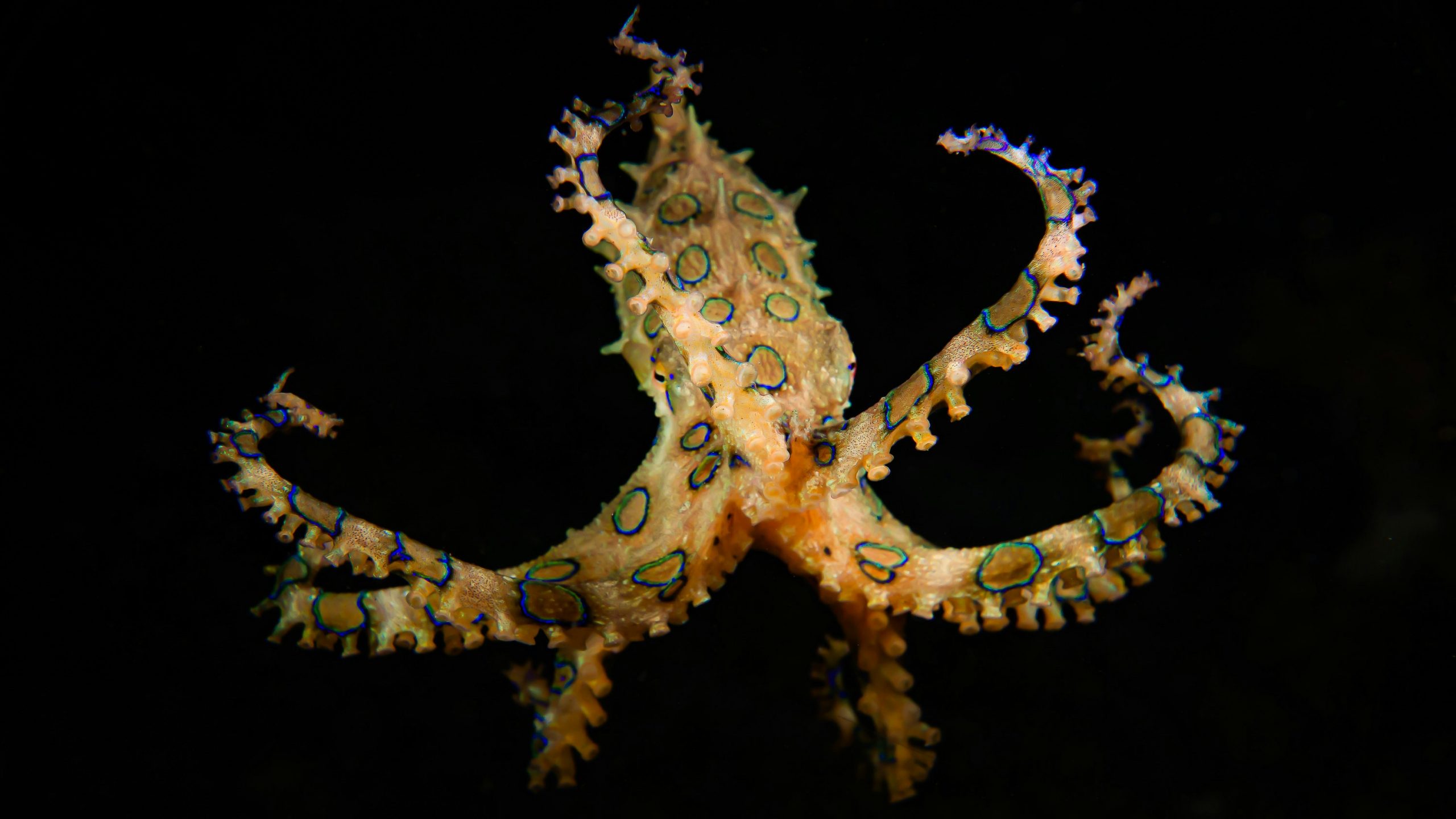 Macro critter on a muck dive in the Philippines