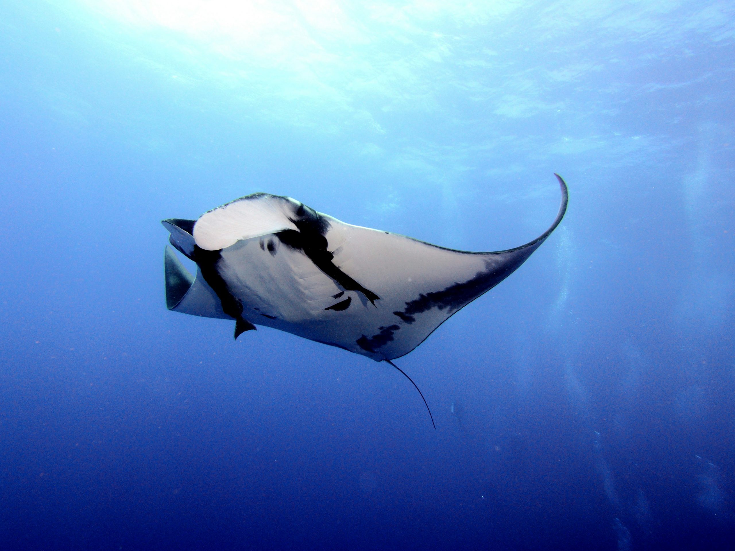 Giant oceanic manta gliding through blue water in the Sea of Cortez