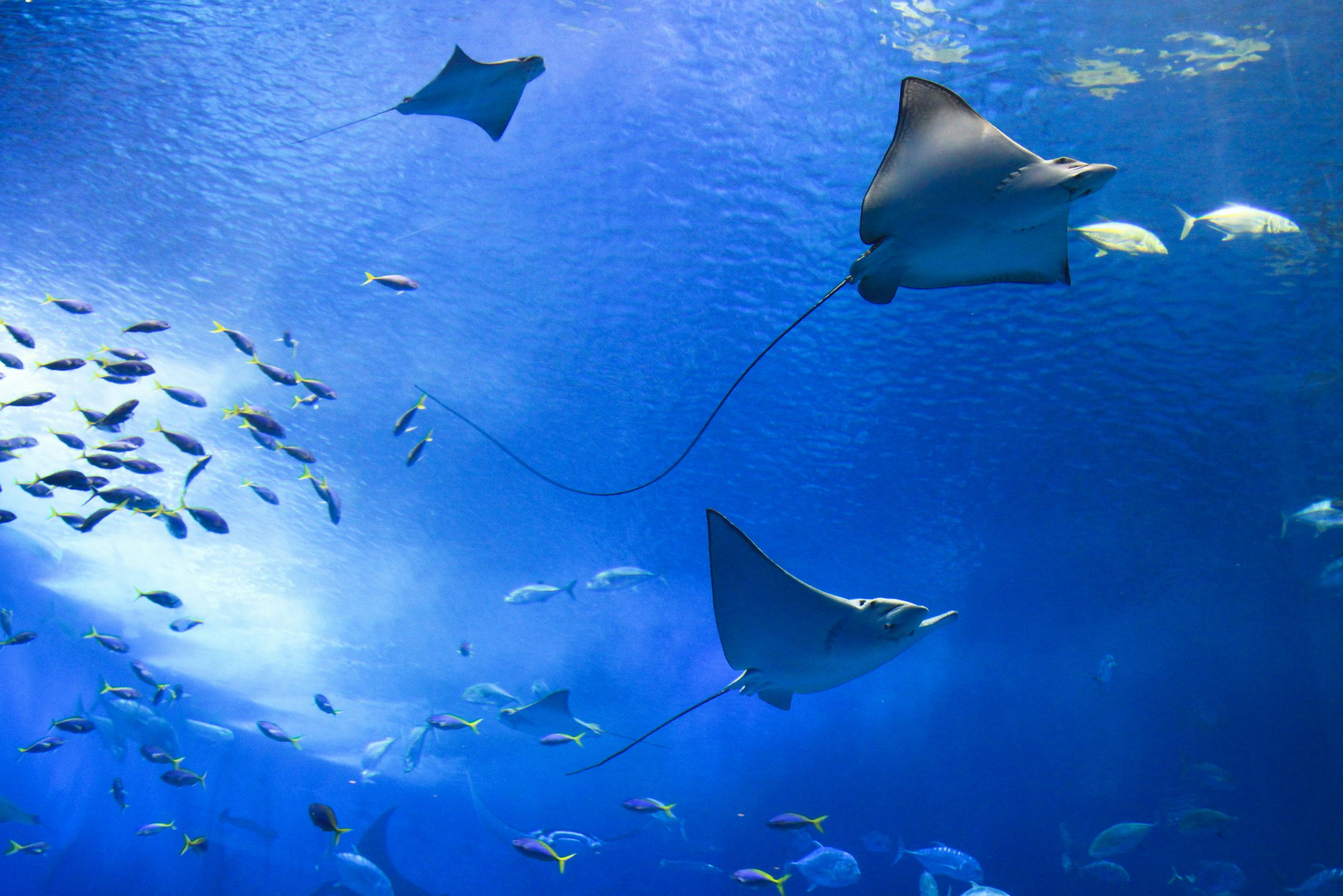 Manta ray at Koh Bon, Thailand