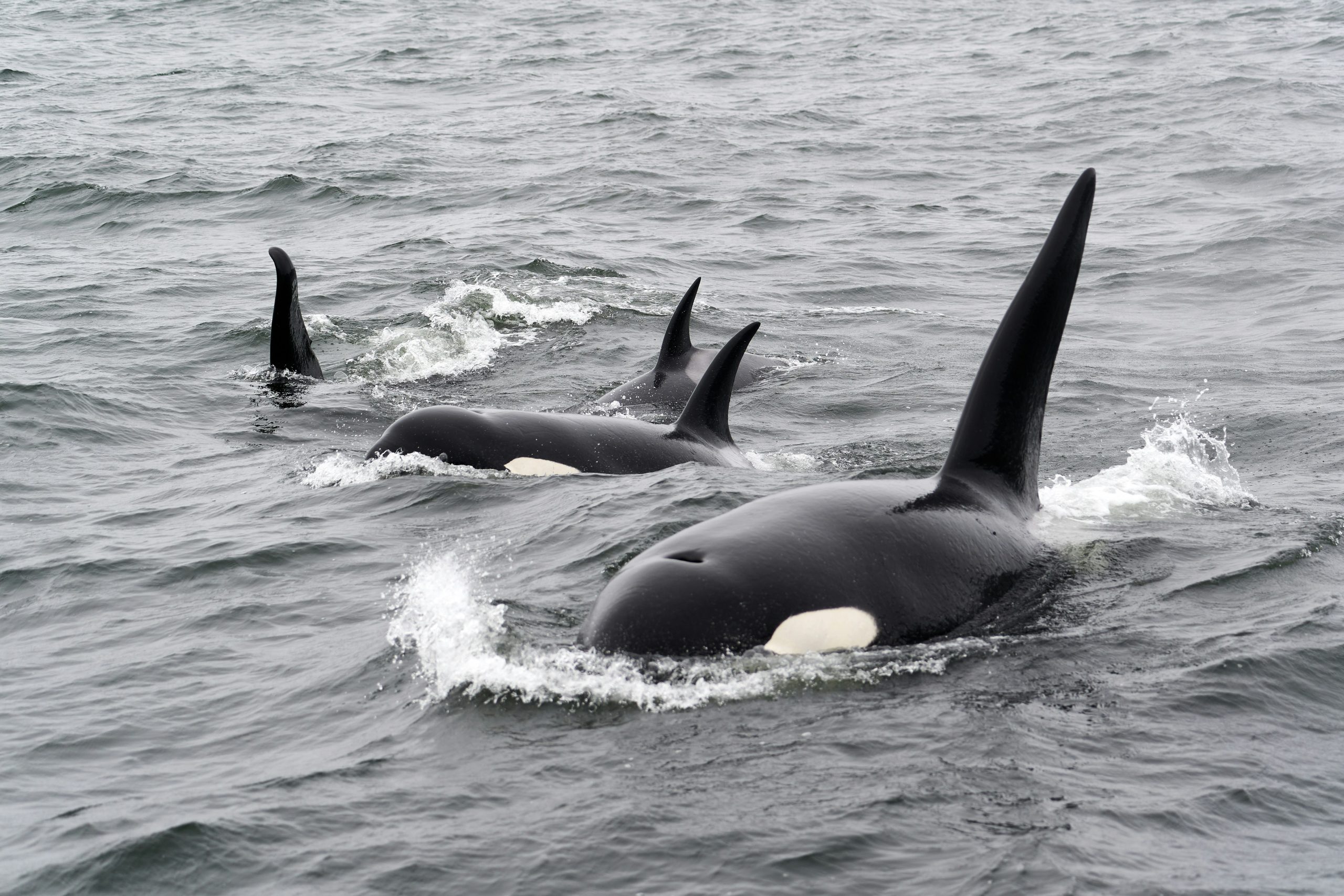 Orca, La Ventana