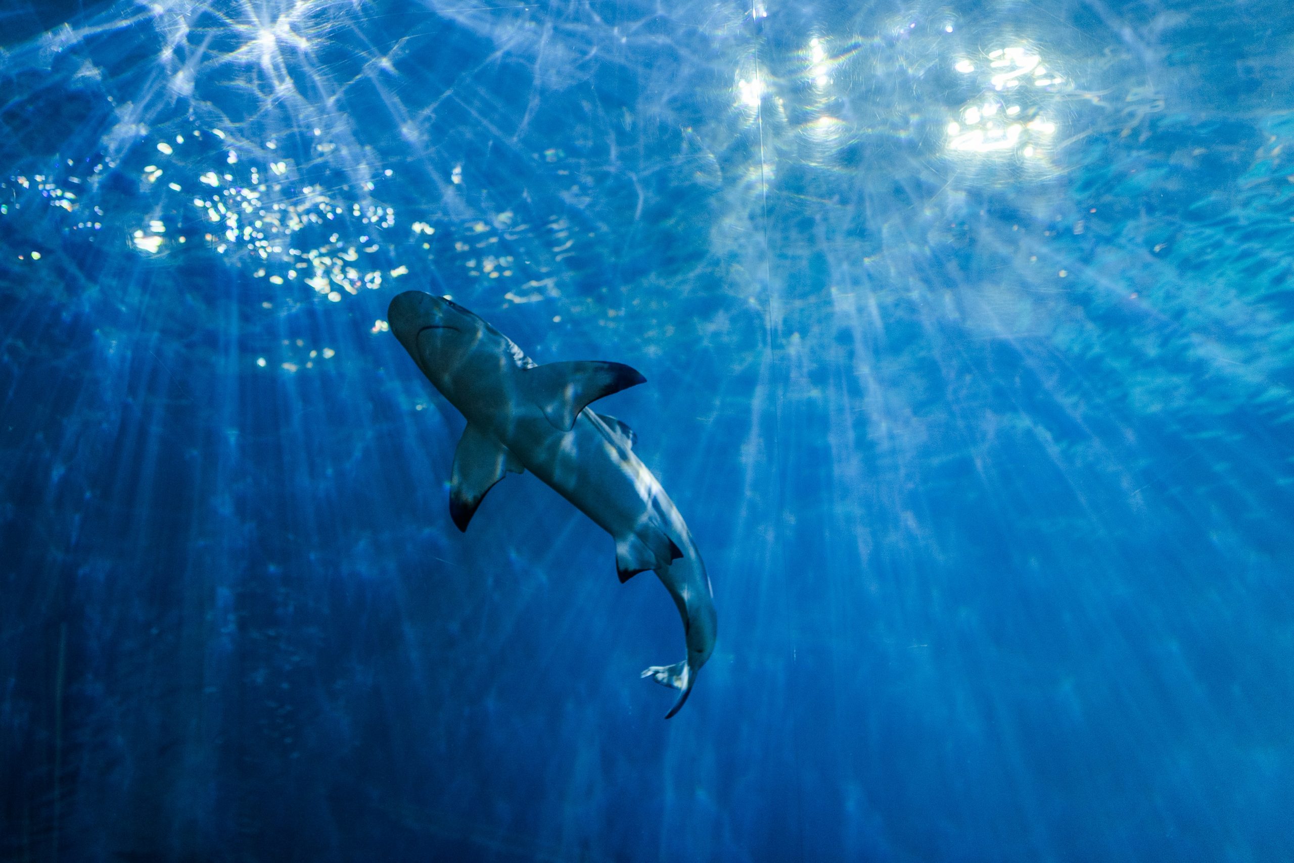 Grey reef shark on a channel drift dive, Maldives