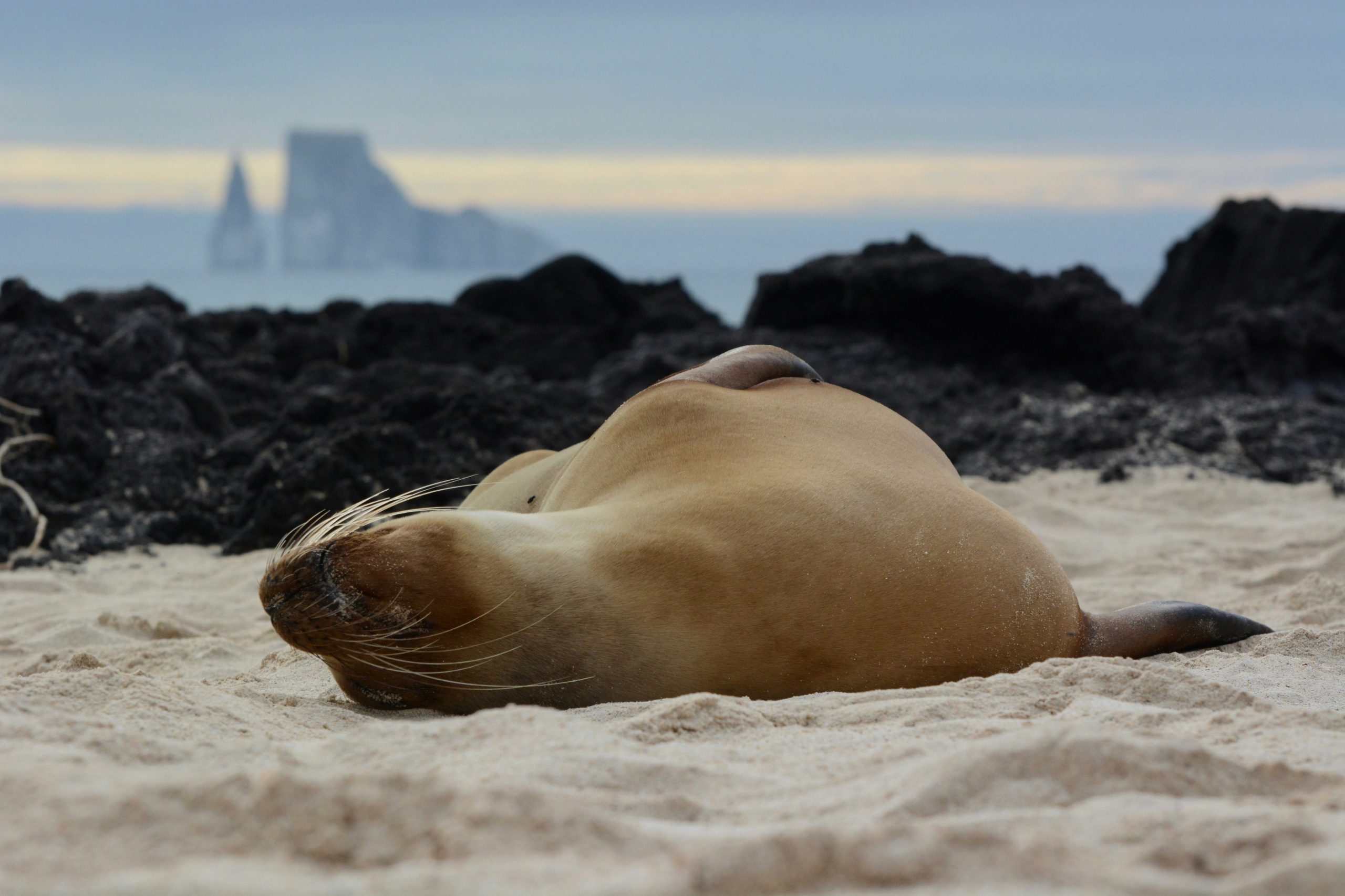Galápagos sea lion underwater