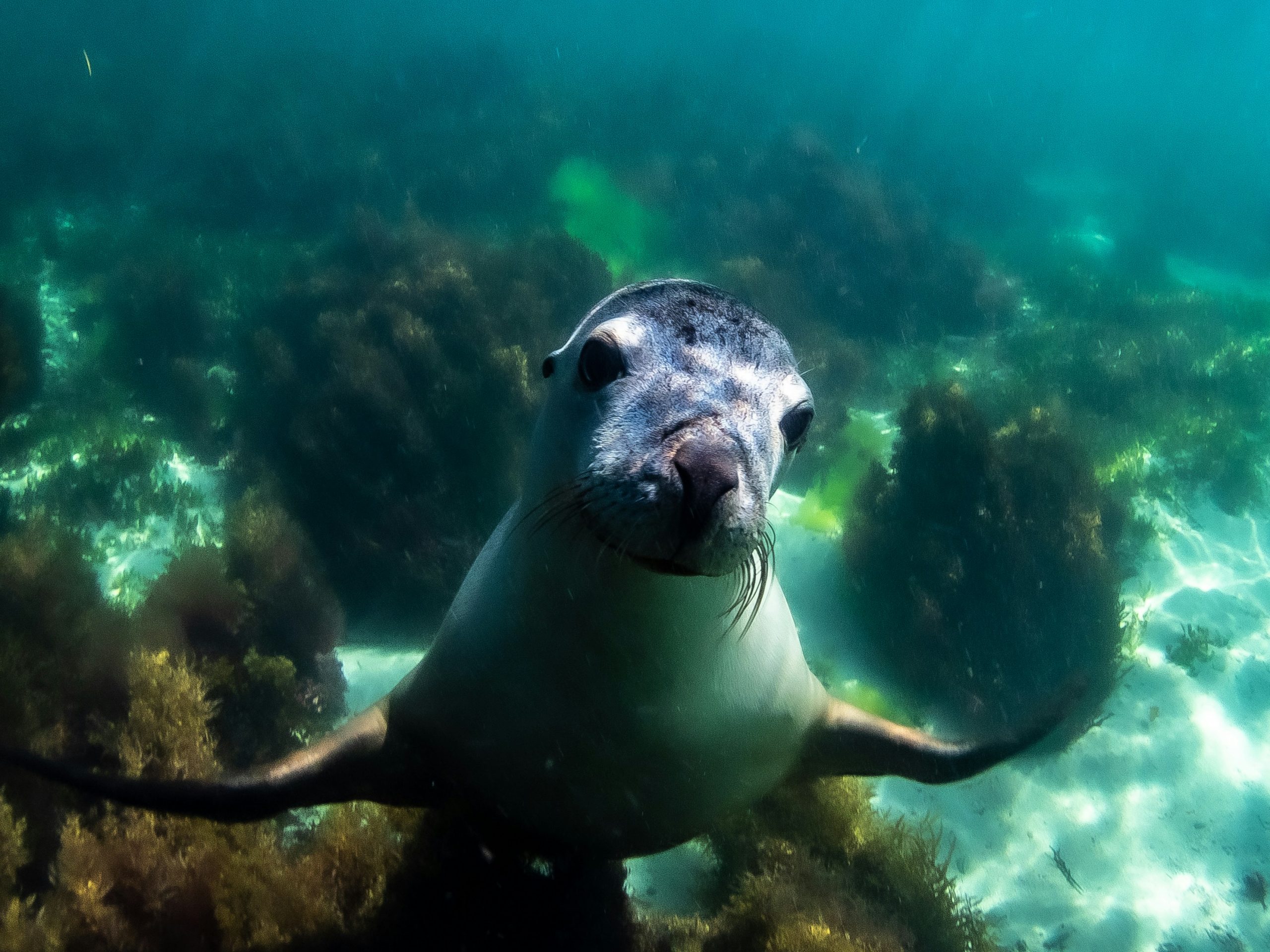 Sea lion, Cabo Pulmo