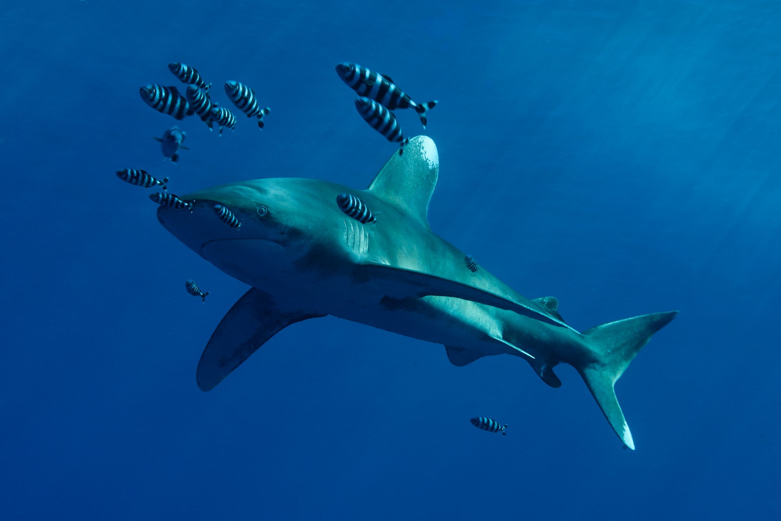 Oceanic Whitetip Shark