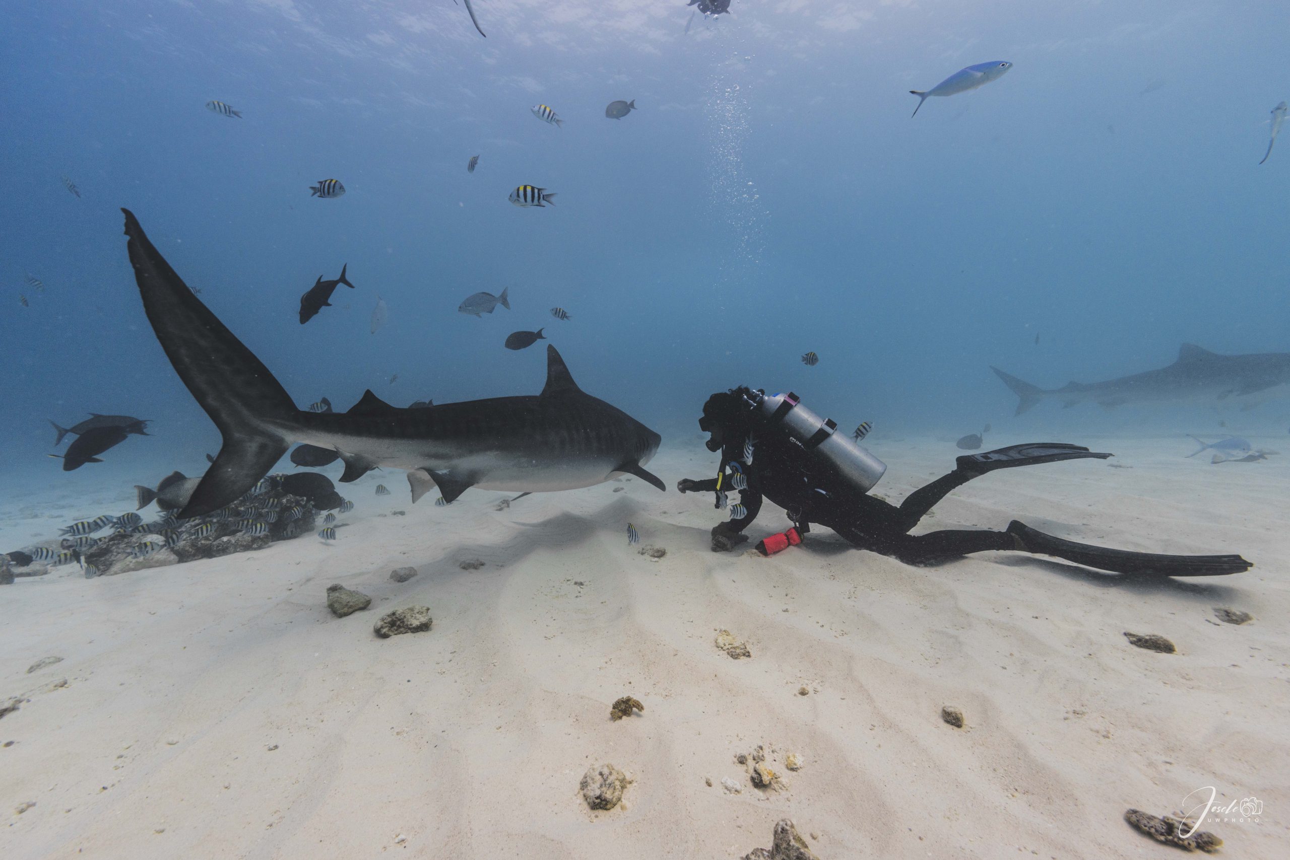 Diver with tiger shark, Fuvahmulah