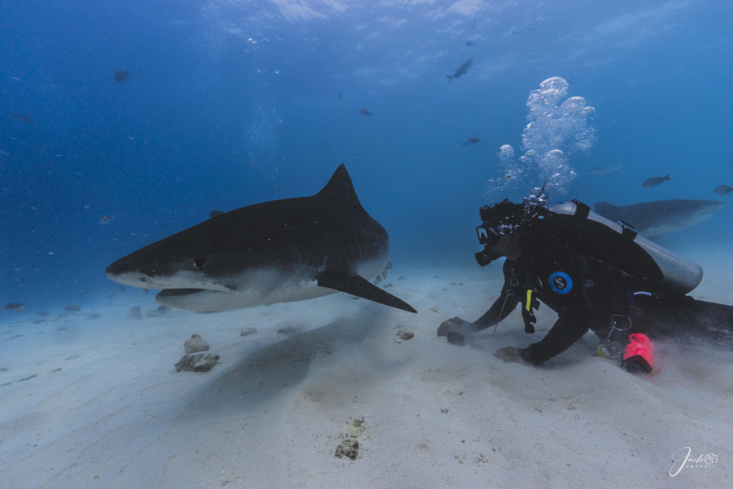 Diver with sharks in Fuvahmulah, Maldives