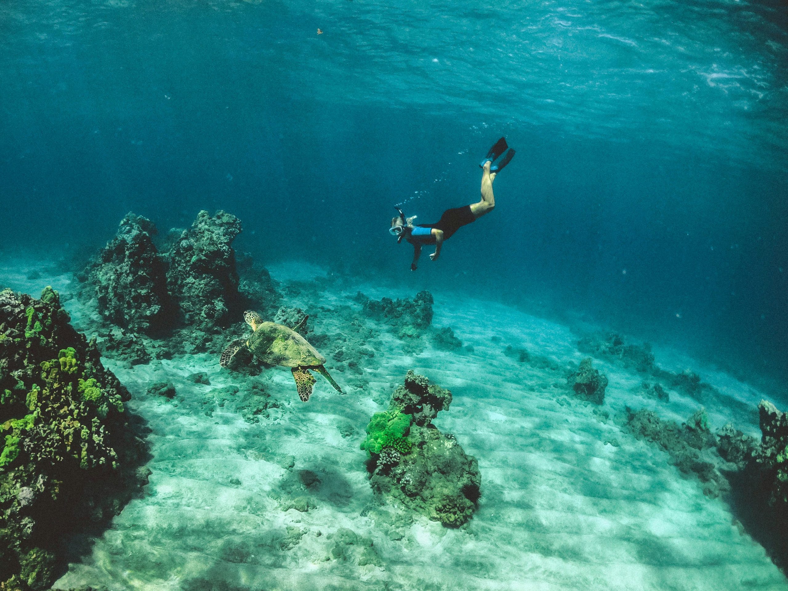 Snorkeling in the Sea of Cortez
