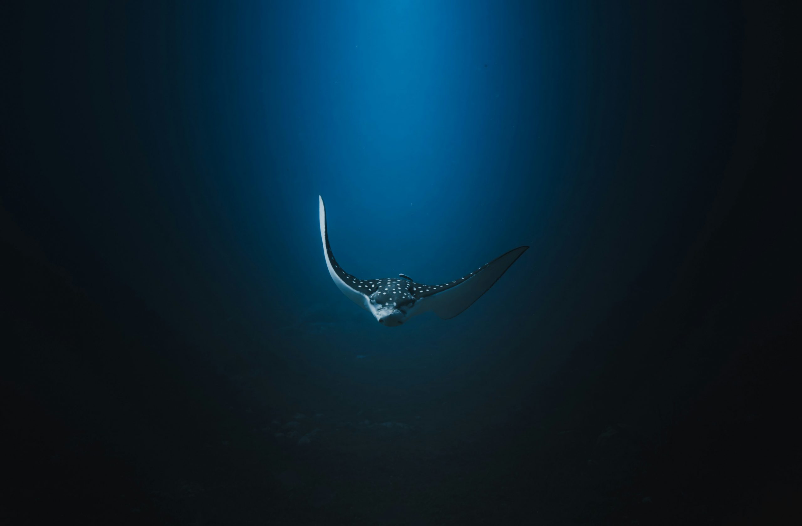Spotted eagle ray