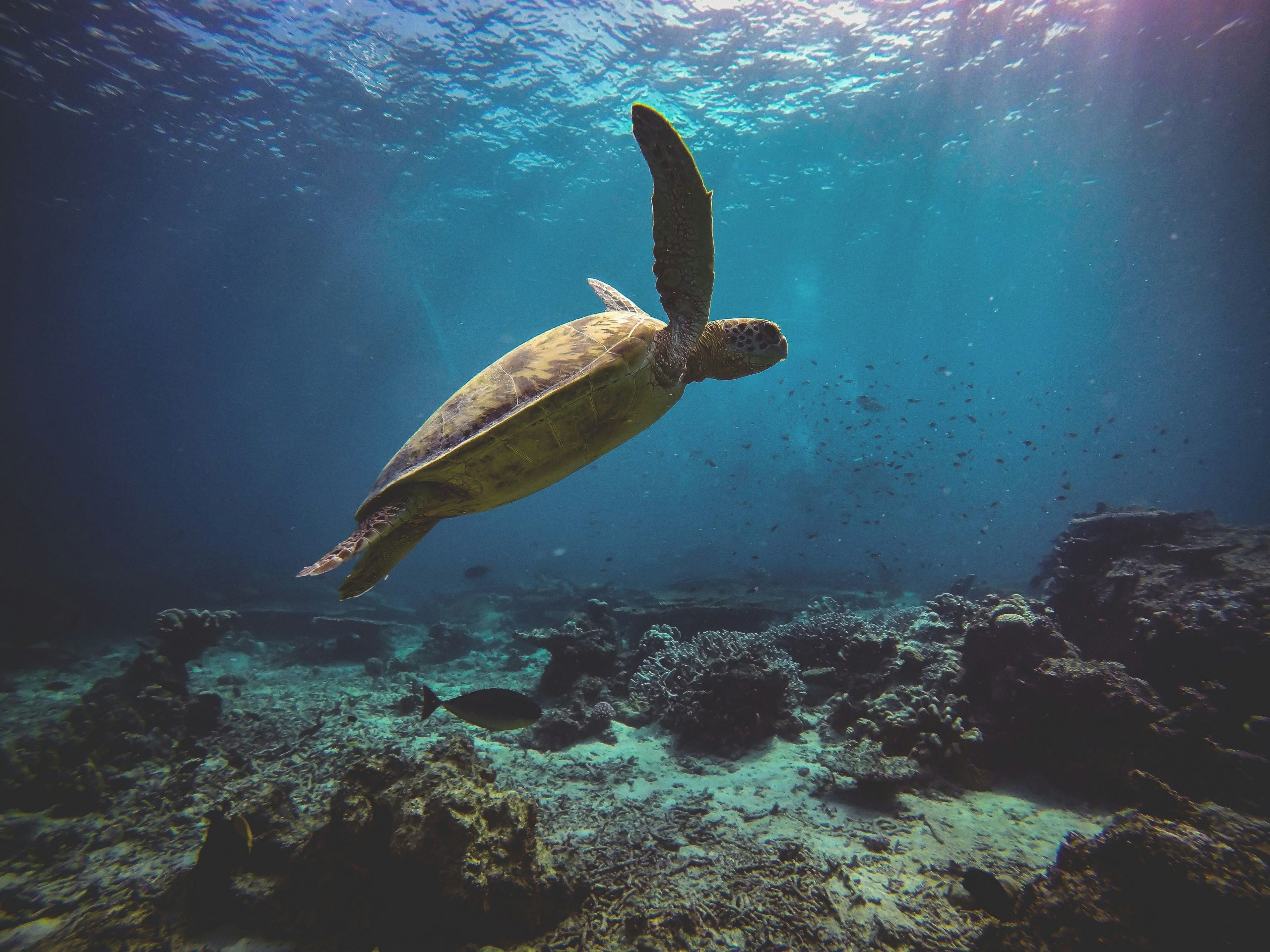 Hawksbill turtle