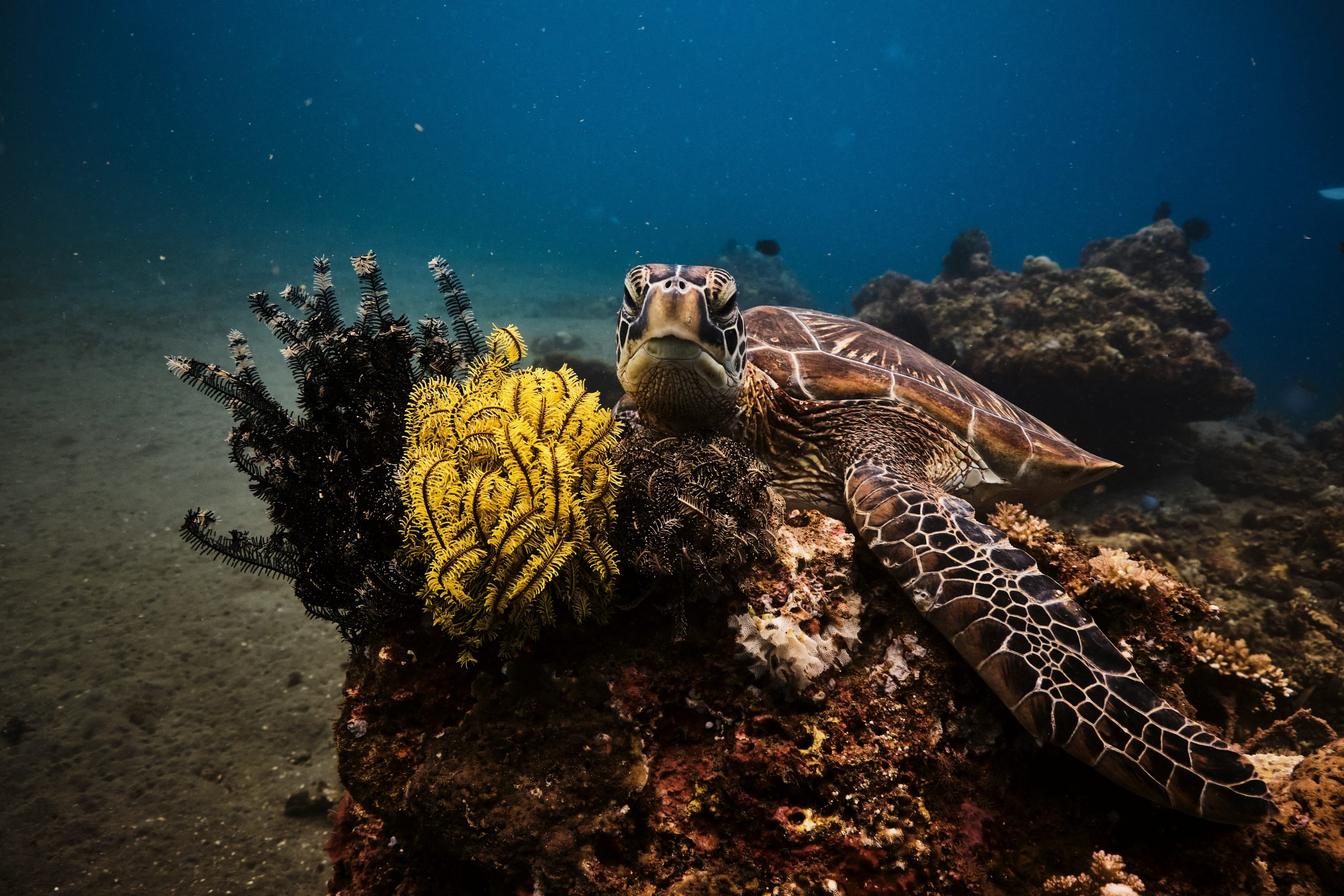 Coral wall and reef in Tubbataha, Philippines