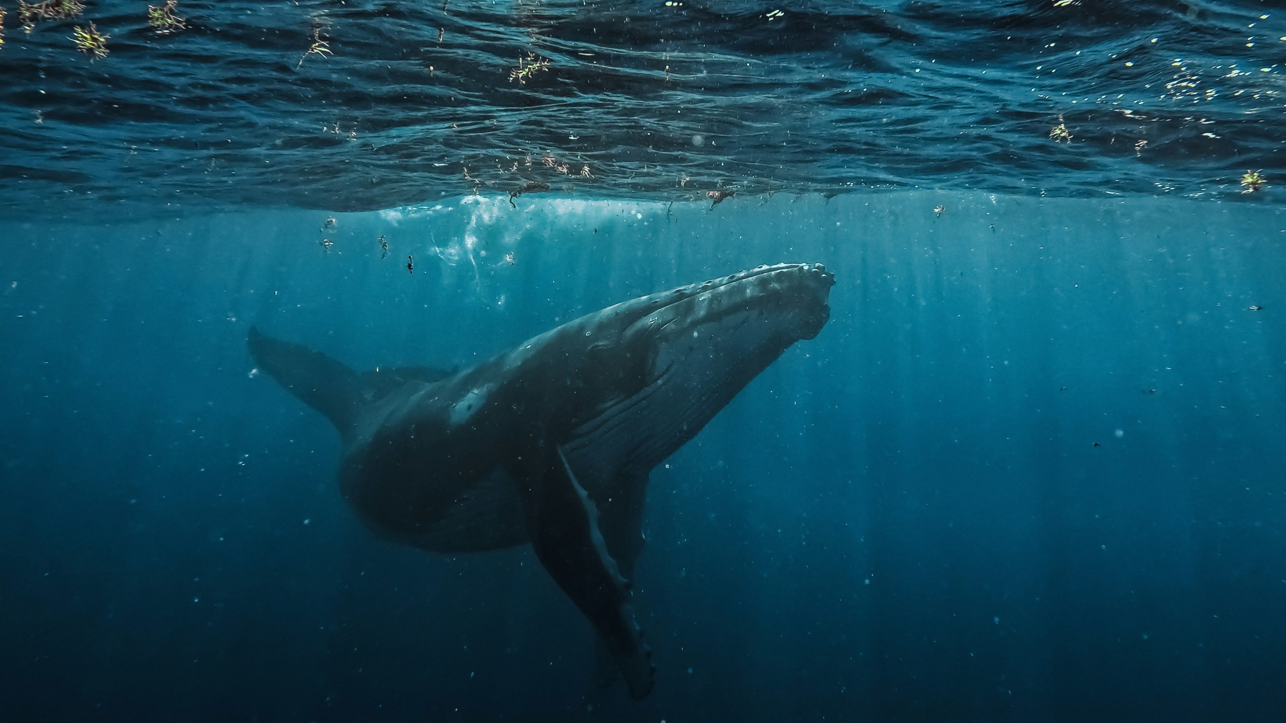 Humpback whale