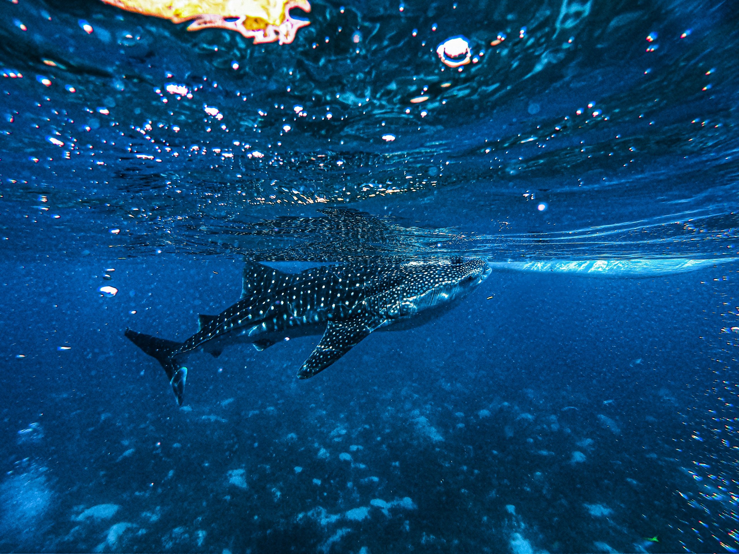 Whale shark in South Ari Atoll, Maldives