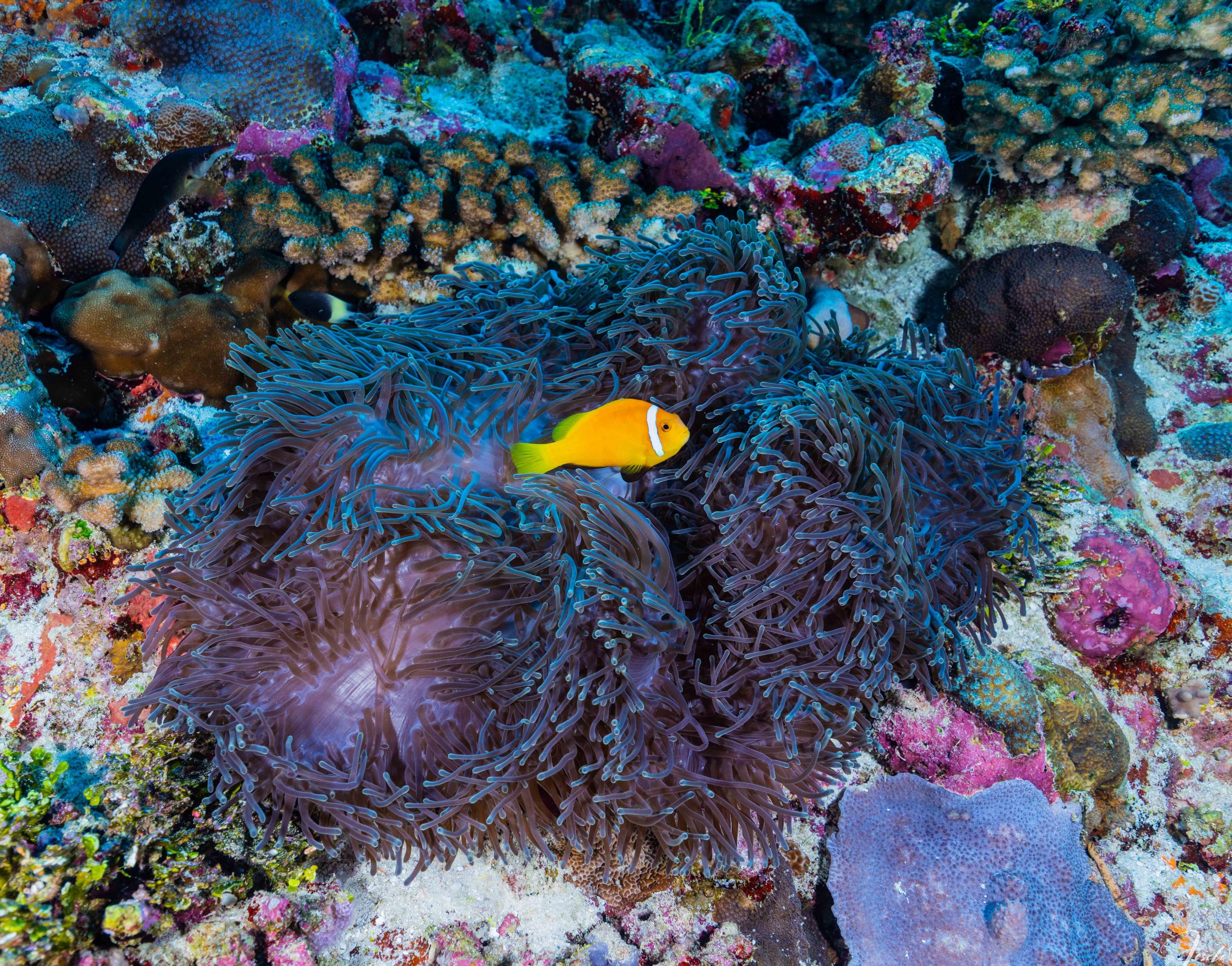 Dense carpet of anemones and clownfish along Daedalus Reef's west wall, known as Anemone City