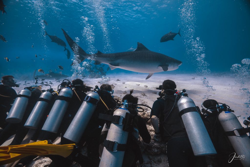 interval between shark dives