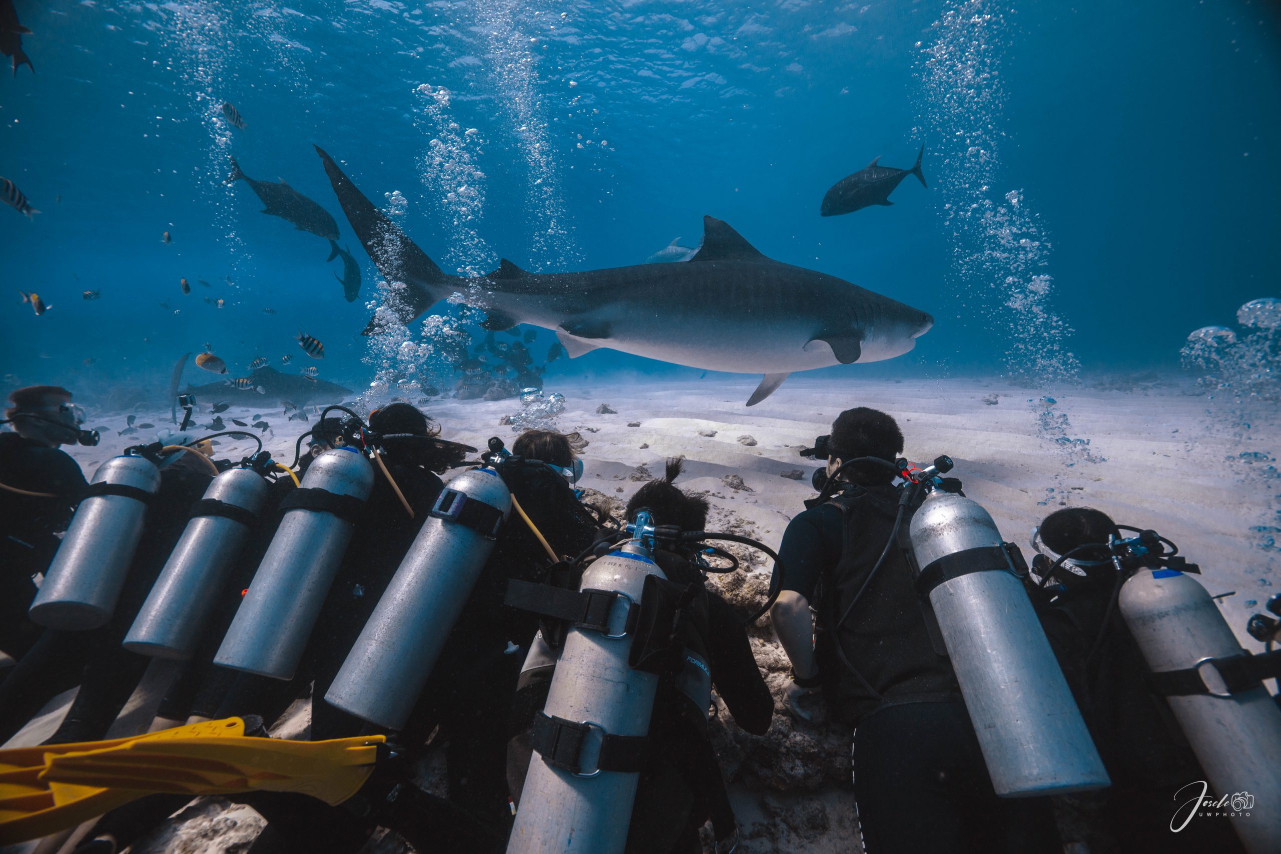 Divers on the surface between tiger shark dives at Fuvahmulah