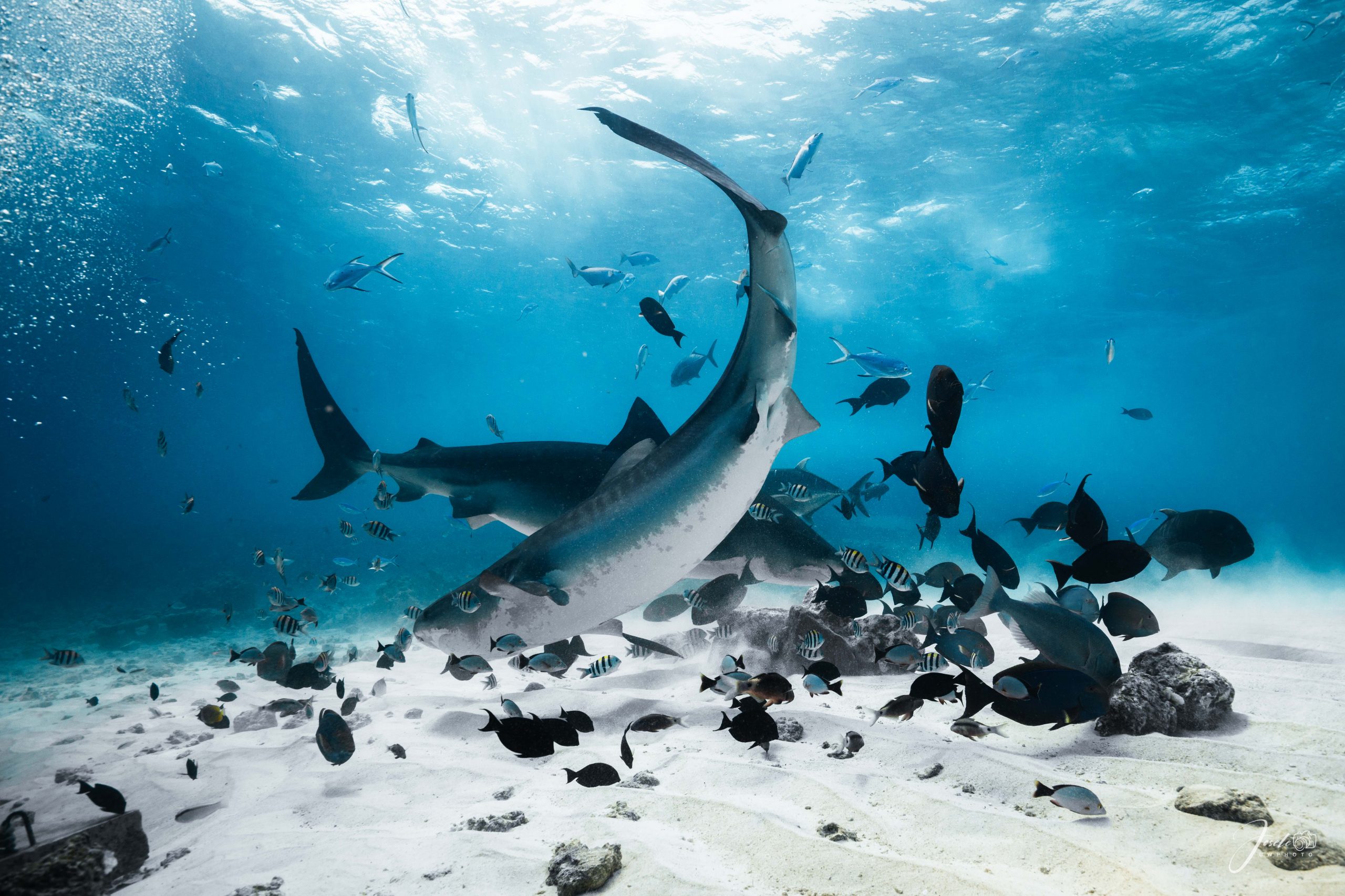 Tiger shark cruising low over sand in a calm, natural posture
