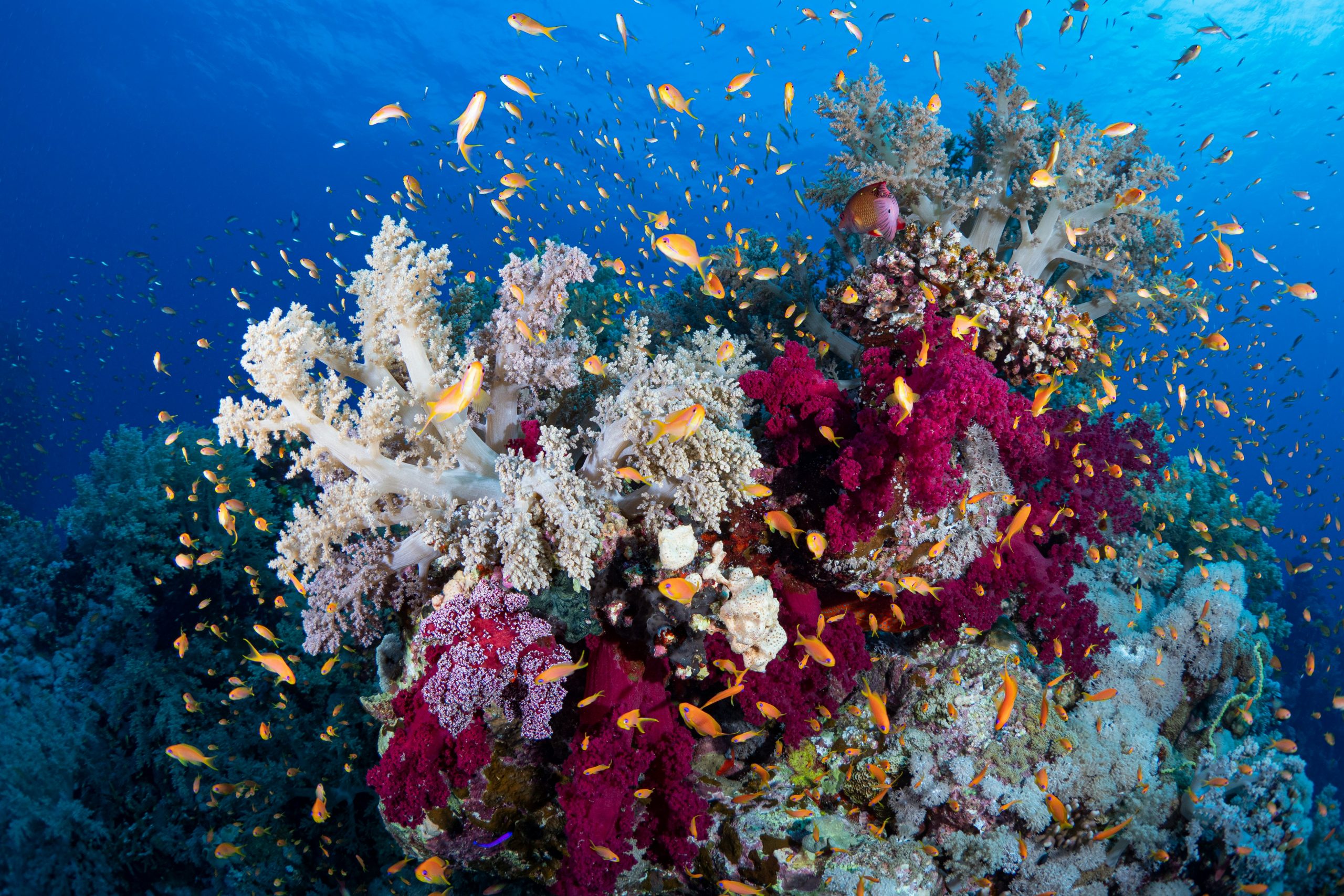 Coral reef in the Red Sea, Egypt