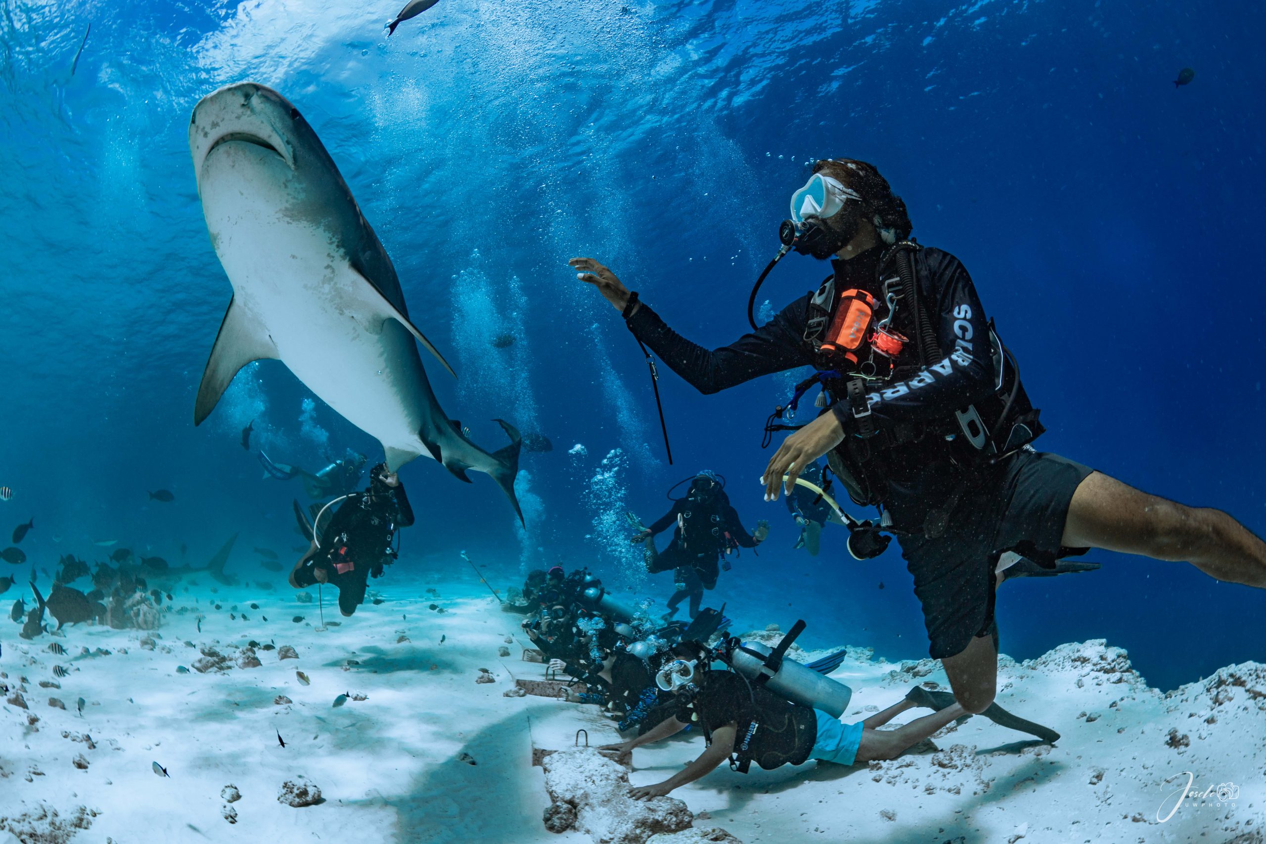 Instructor with a tiger shark at Fuvahmulah