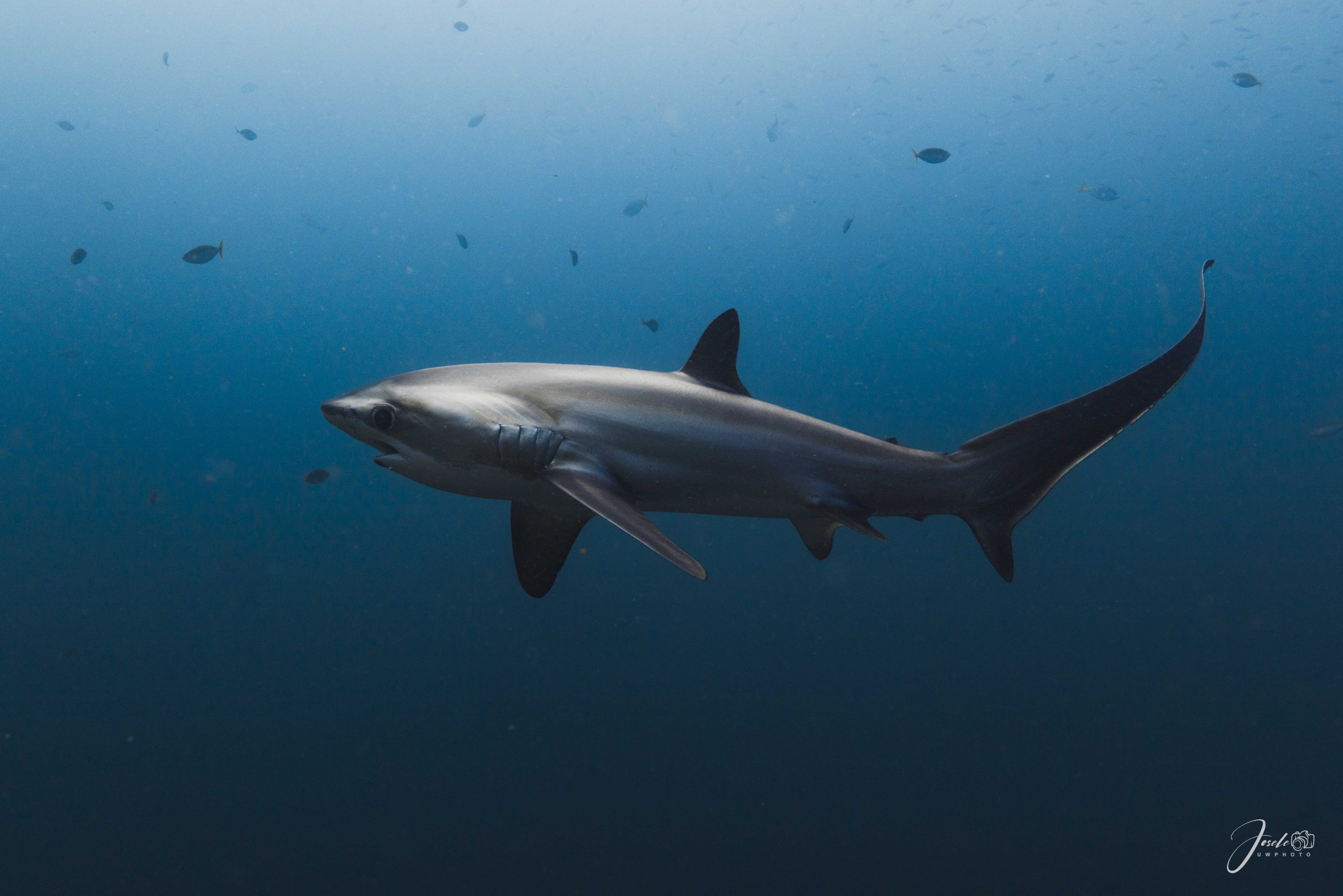 Thresher shark with long whip-like tail near a cleaning station at the Brothers Islands