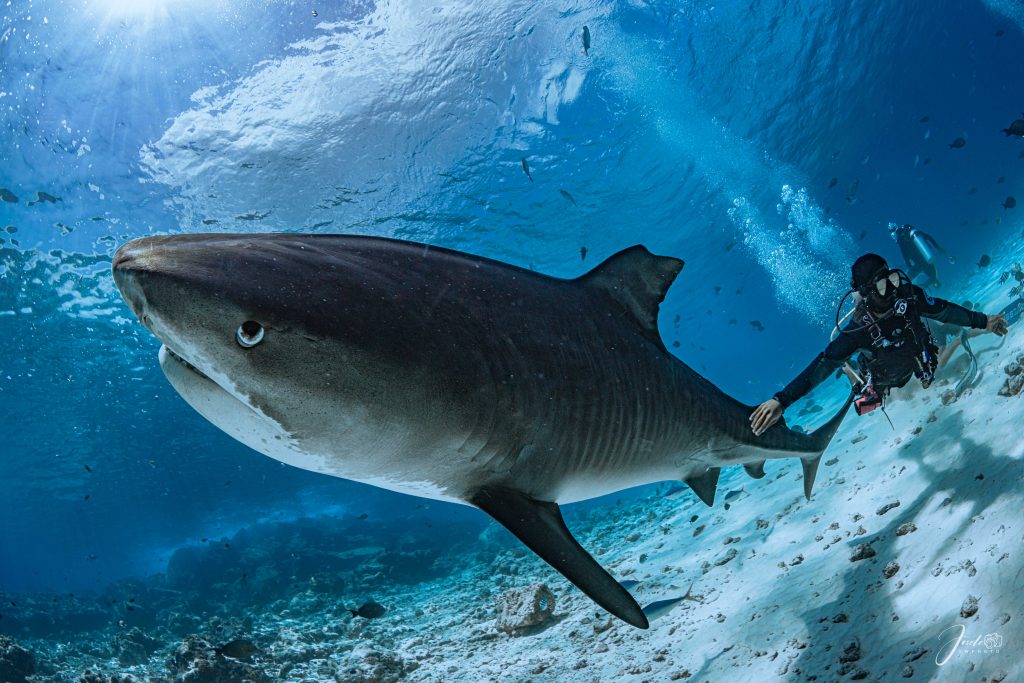 Tiger shark