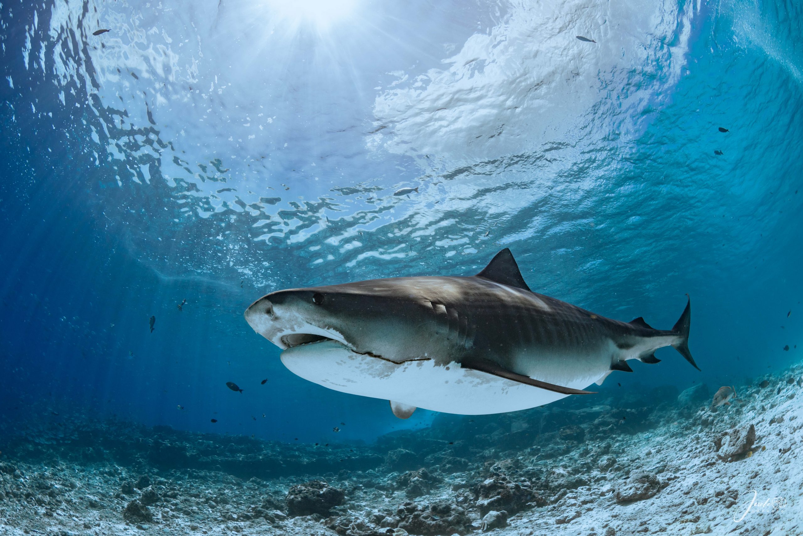Tiger shark cruising the sandy plateau at Tiger Harbour, Fuvahmulah