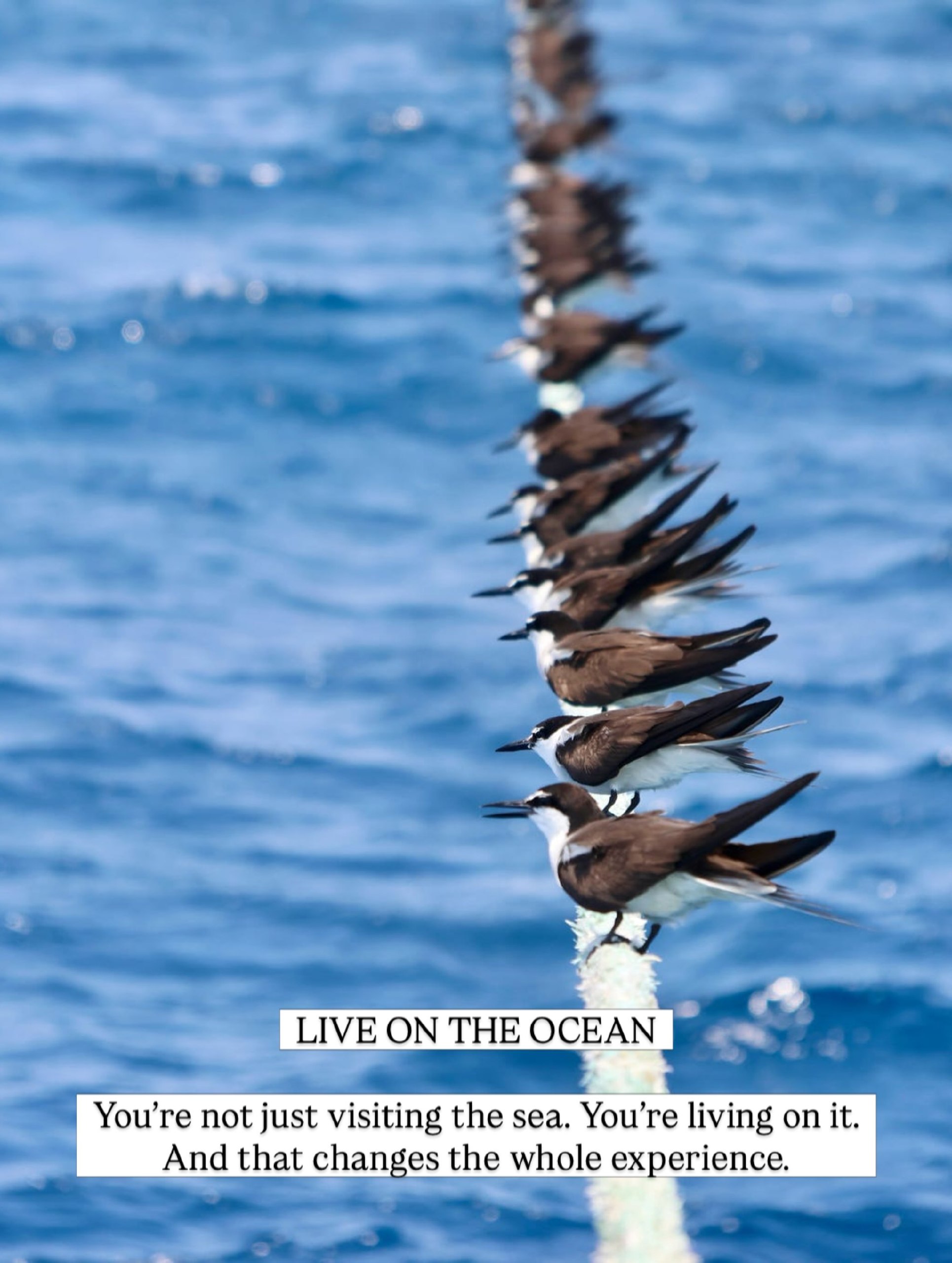 Seabirds resting in a line on a mooring rope above deep blue water