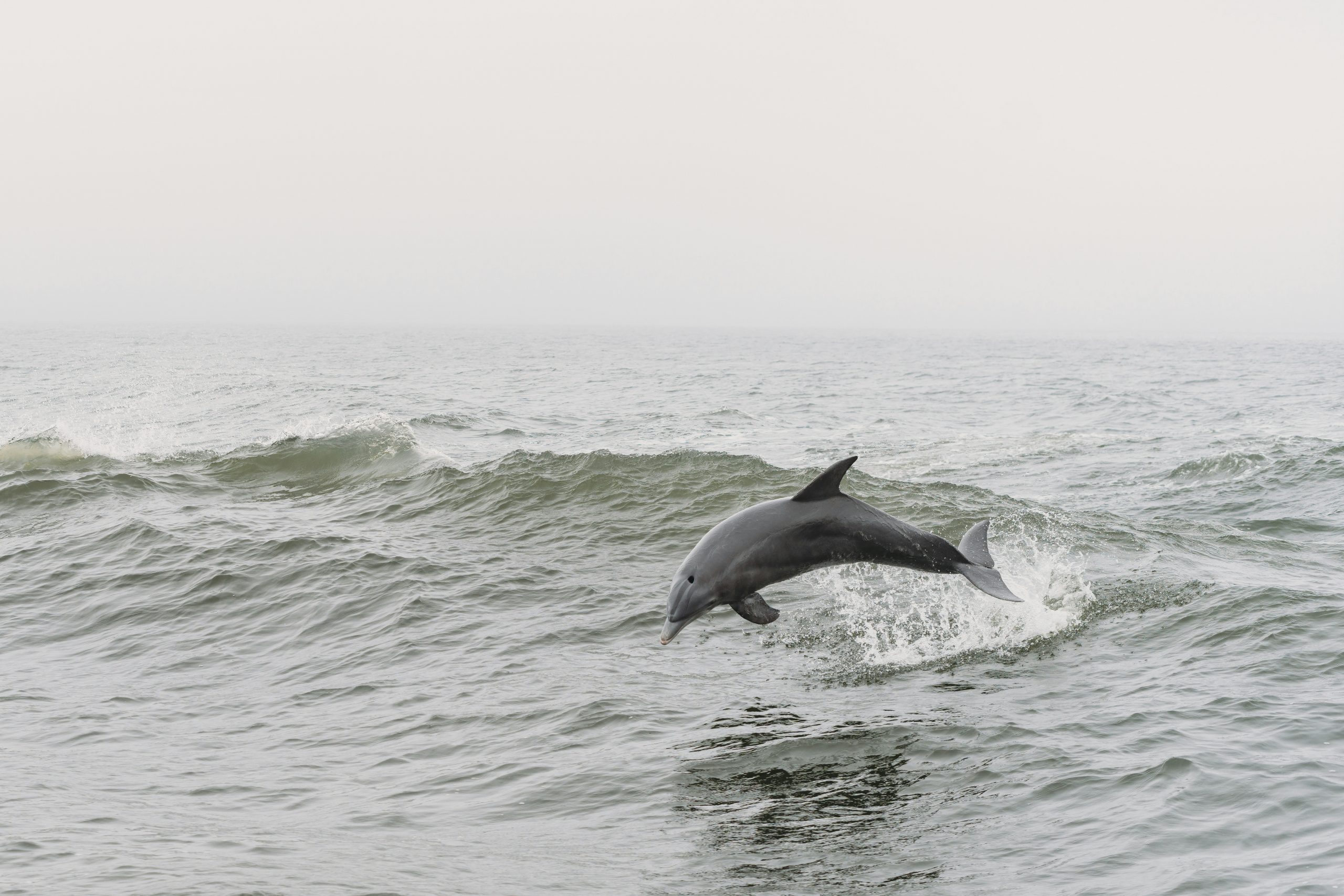 Bottlenose dolphin