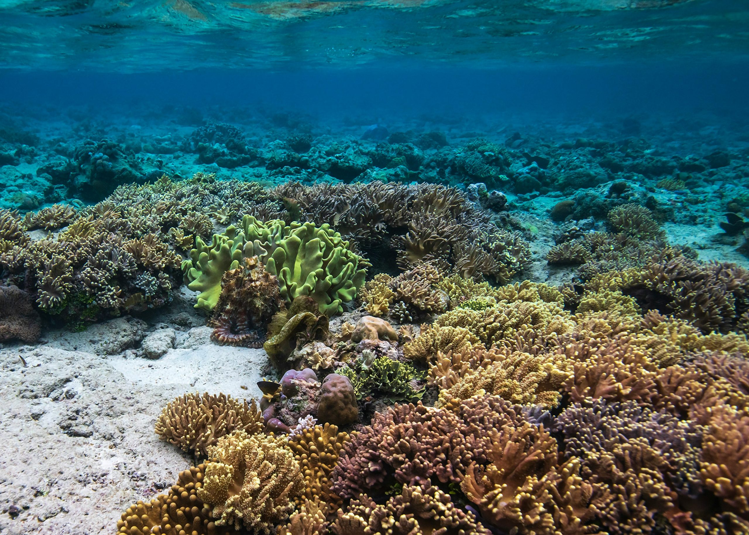 Coral reef and reef fish in Indonesia
