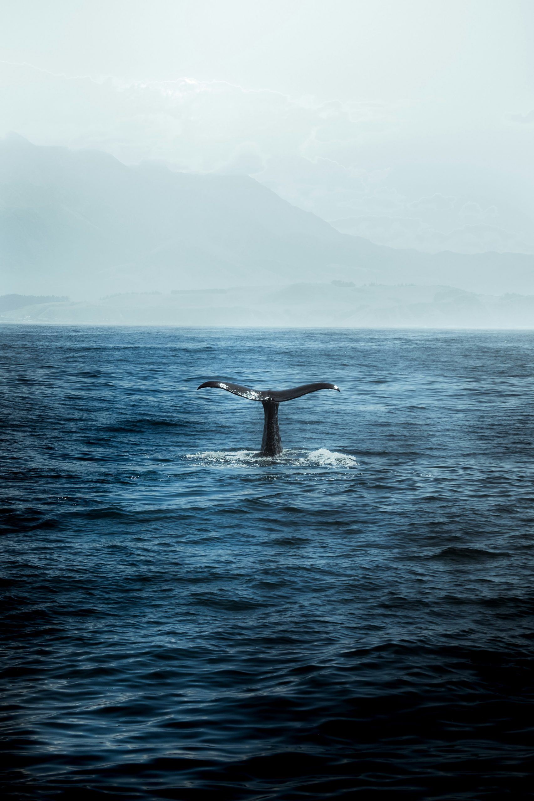 Humpback whale season, Revillagigedo Archipelago