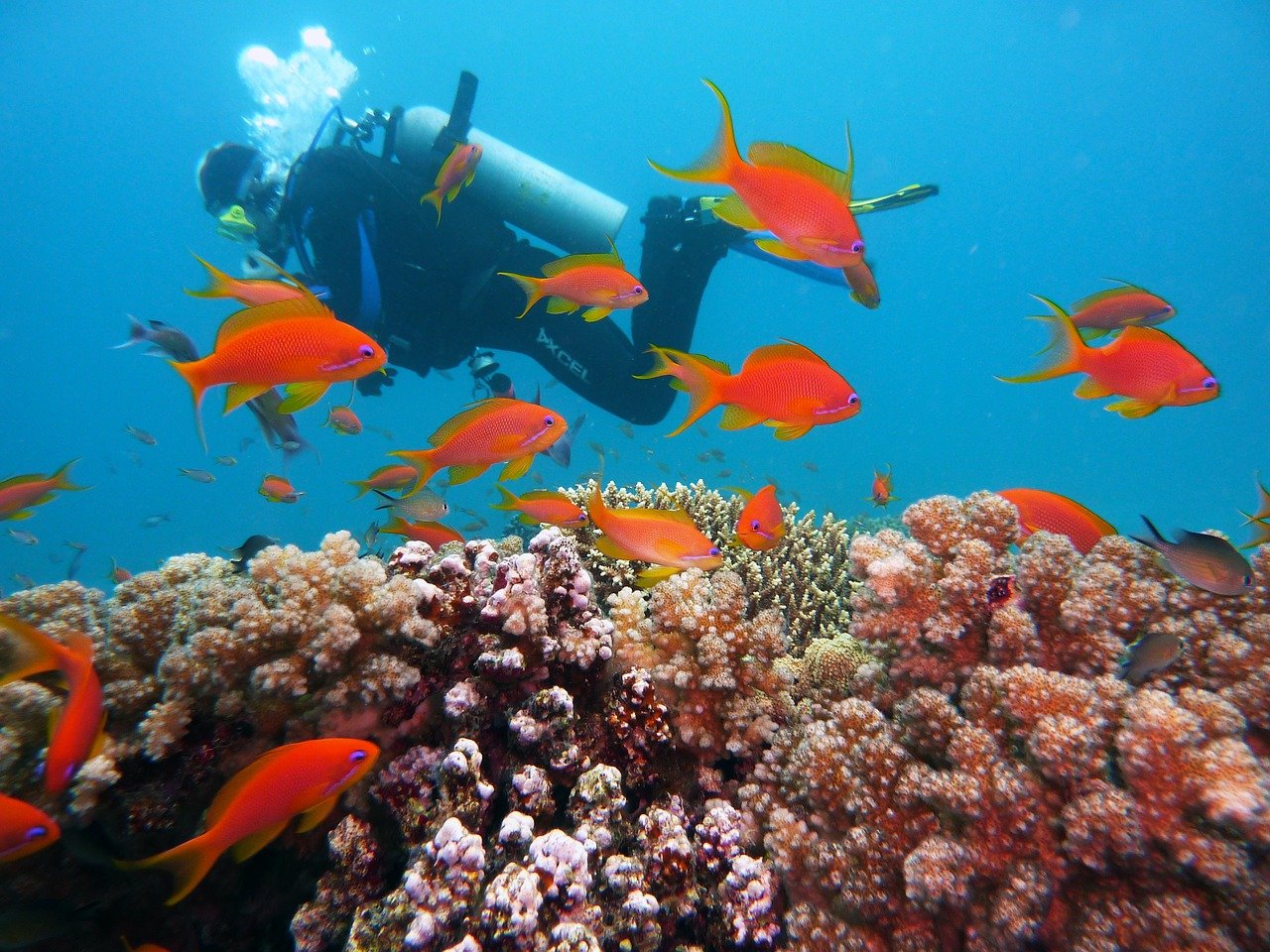 Diver over a Red Sea reef