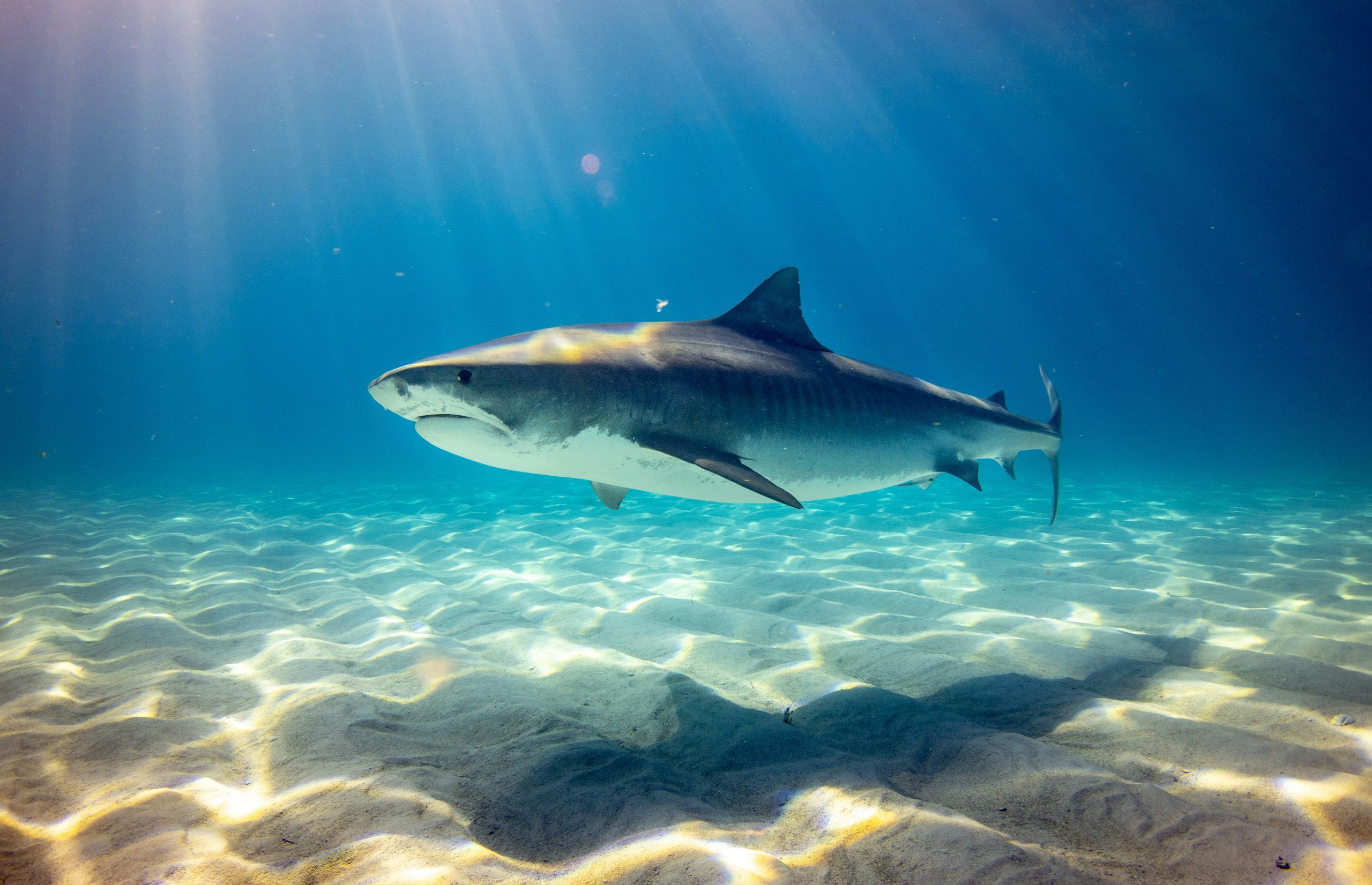 Oceanic whitetip shark, Southern Red Sea