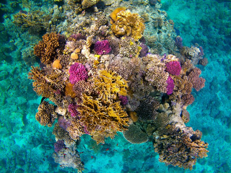 Egypt Liveaboard for Beginners: Is the Red Sea a Good First Trip?