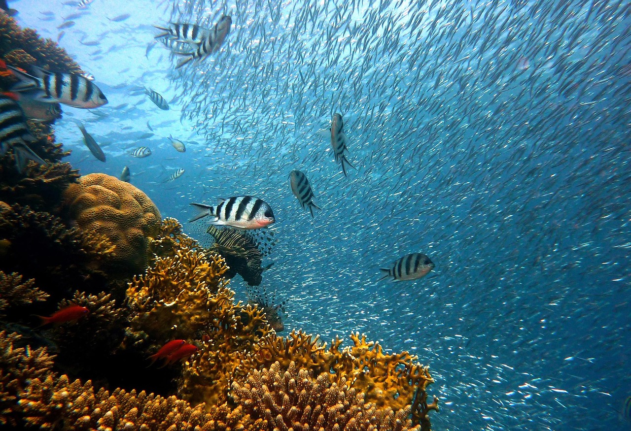 Reef fish school in the Red Sea